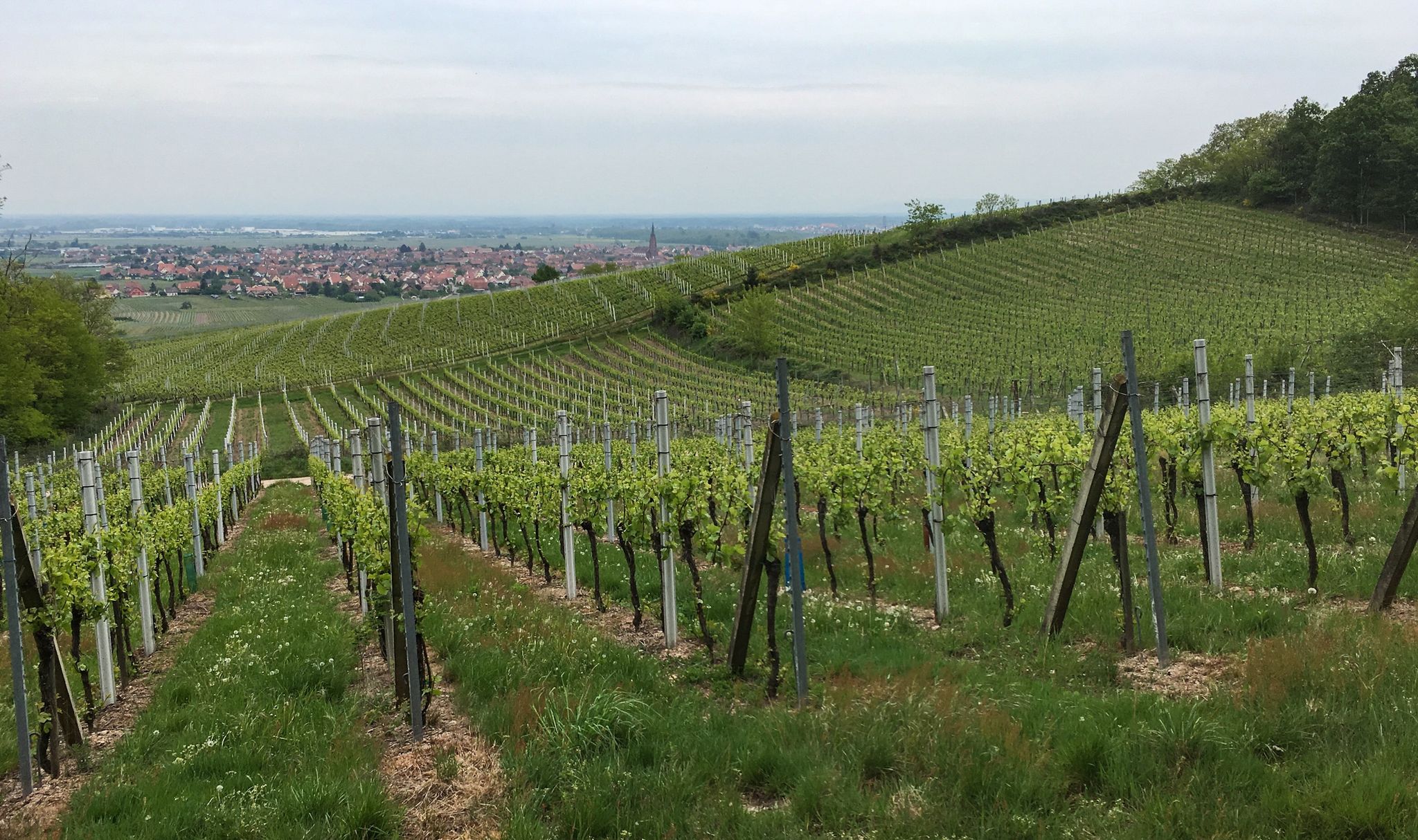 Weinberge unterhalb des Château de l’Ortenbourg (Burg Ortenberg)