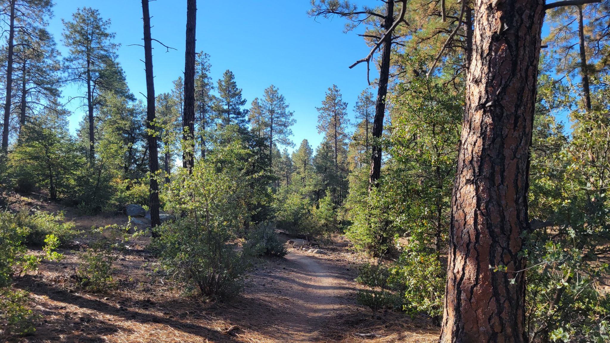 Sunny forest path with tall pine trees, green bushes, and a clear blue sky. - Noodle, Waterline, and Juniper Gate Loop