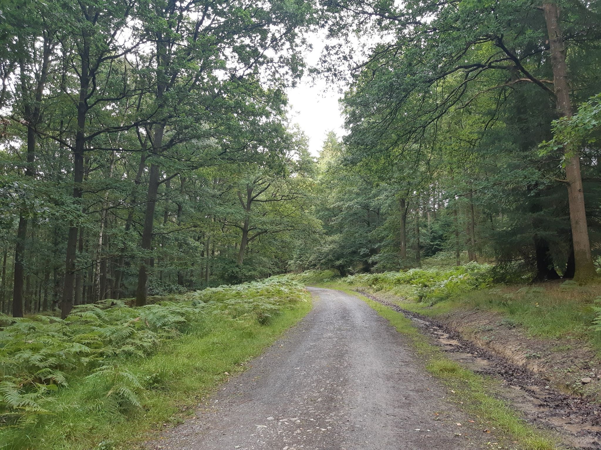 Track through Sunny Dingle Wood