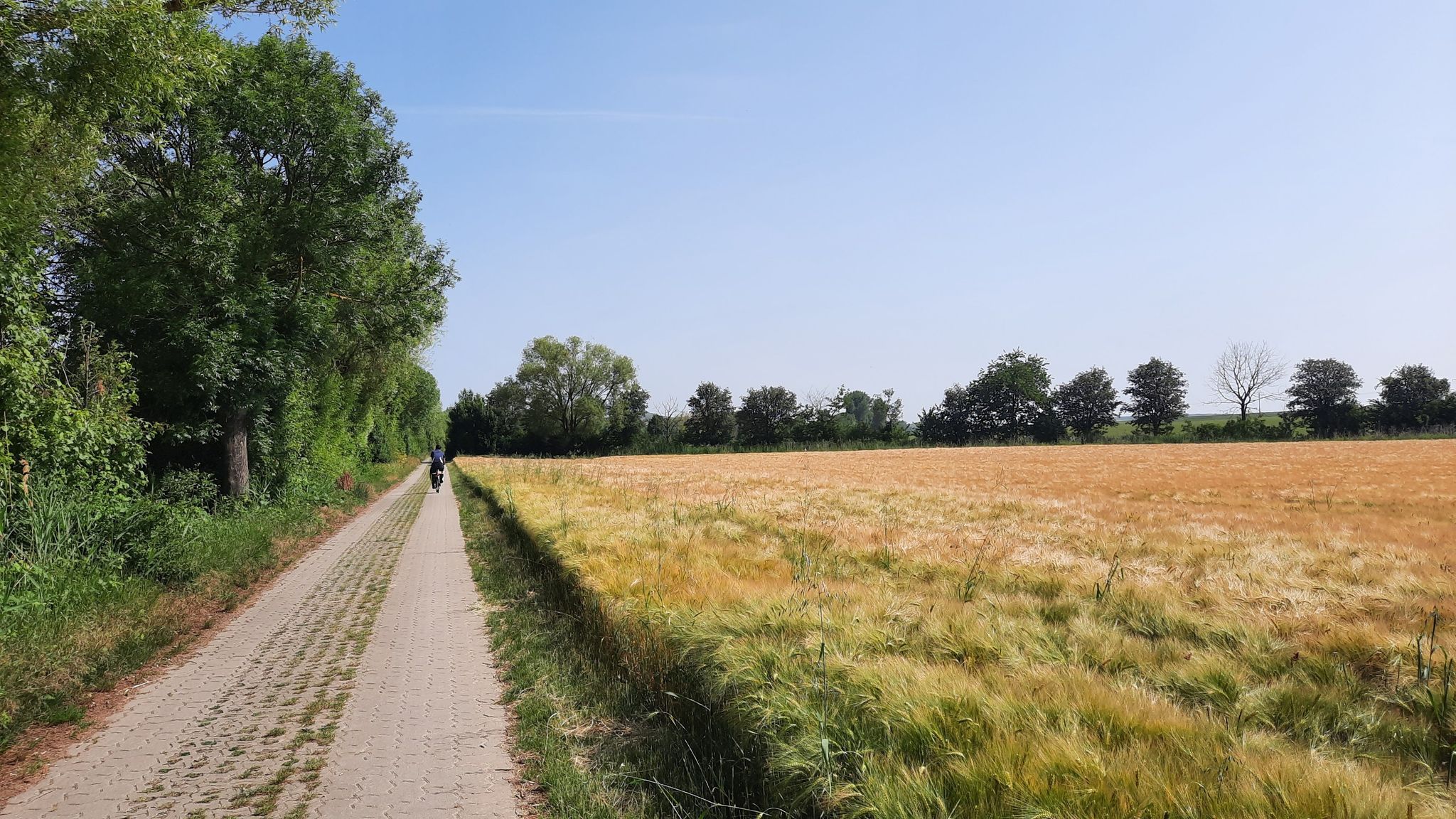 Selztal-Radweg bei Framersheim