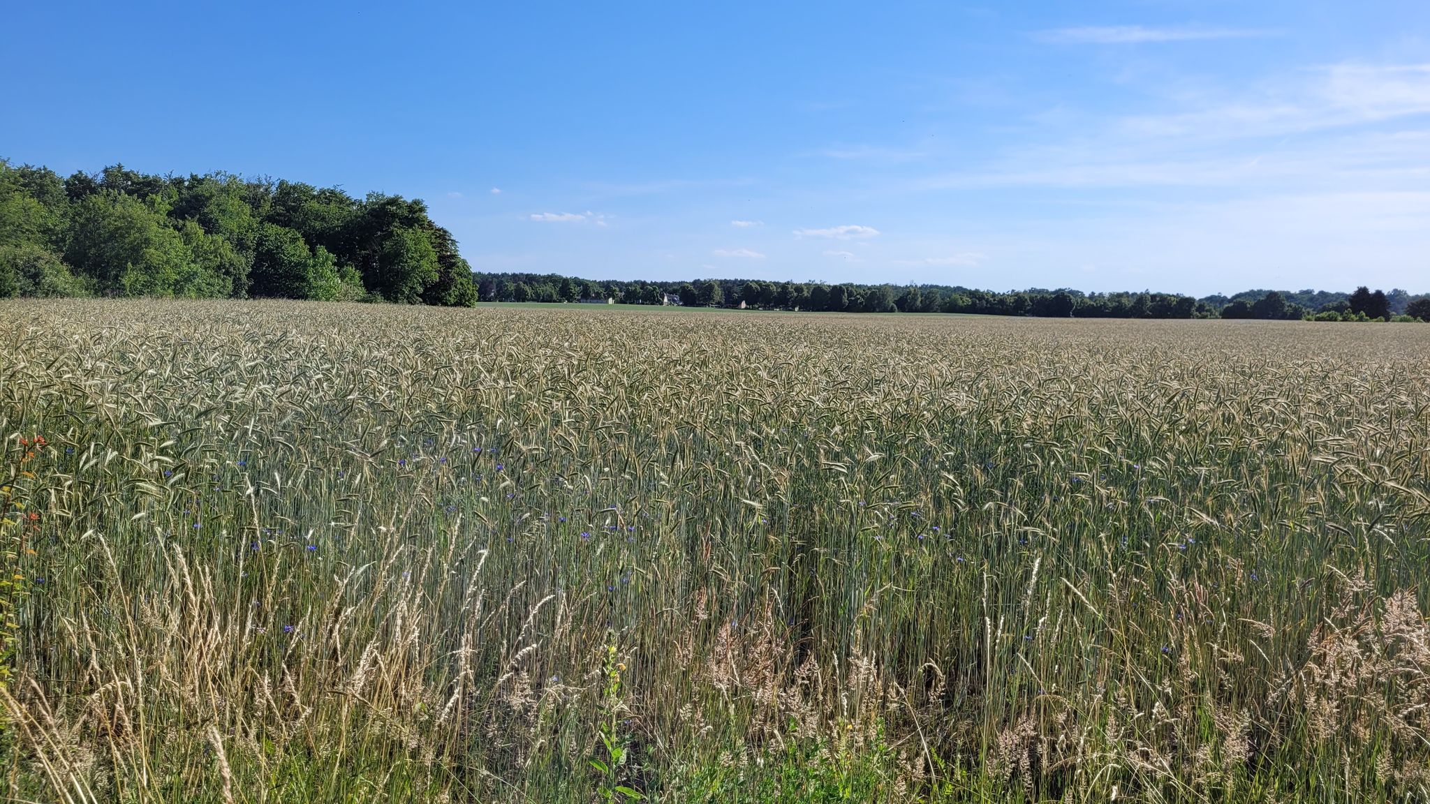 Blick auf Kladower Feld