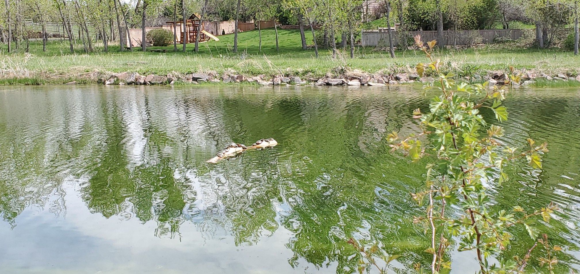 Two ducks swim in a green pond reflecting trees, with a grassy bank. - Carter Lake loop