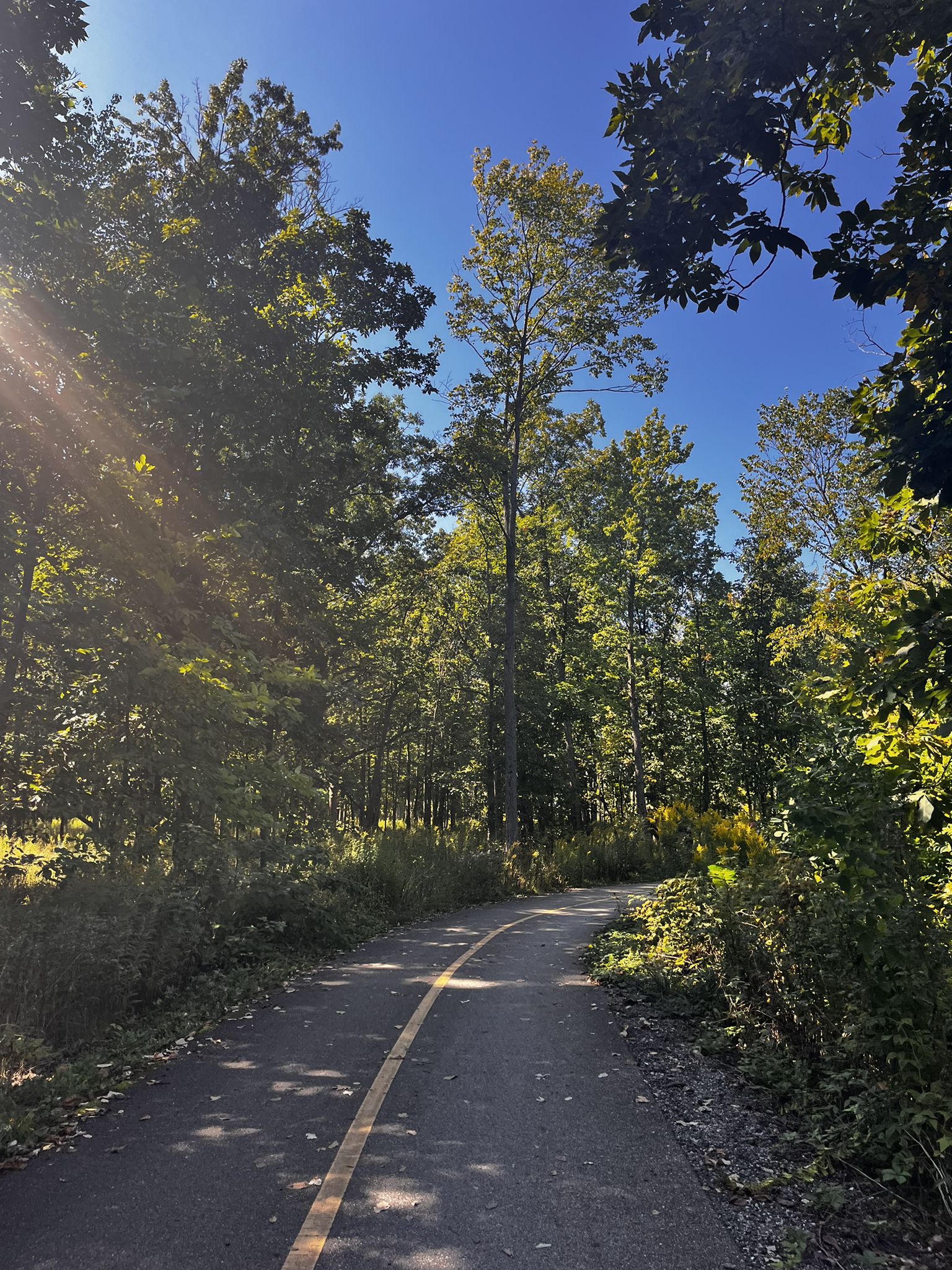 A paved path winds through a sun-dappled forest on a clear day. - Skokie Valley Bikeway – Green Bay Trail loop from Lake Forest