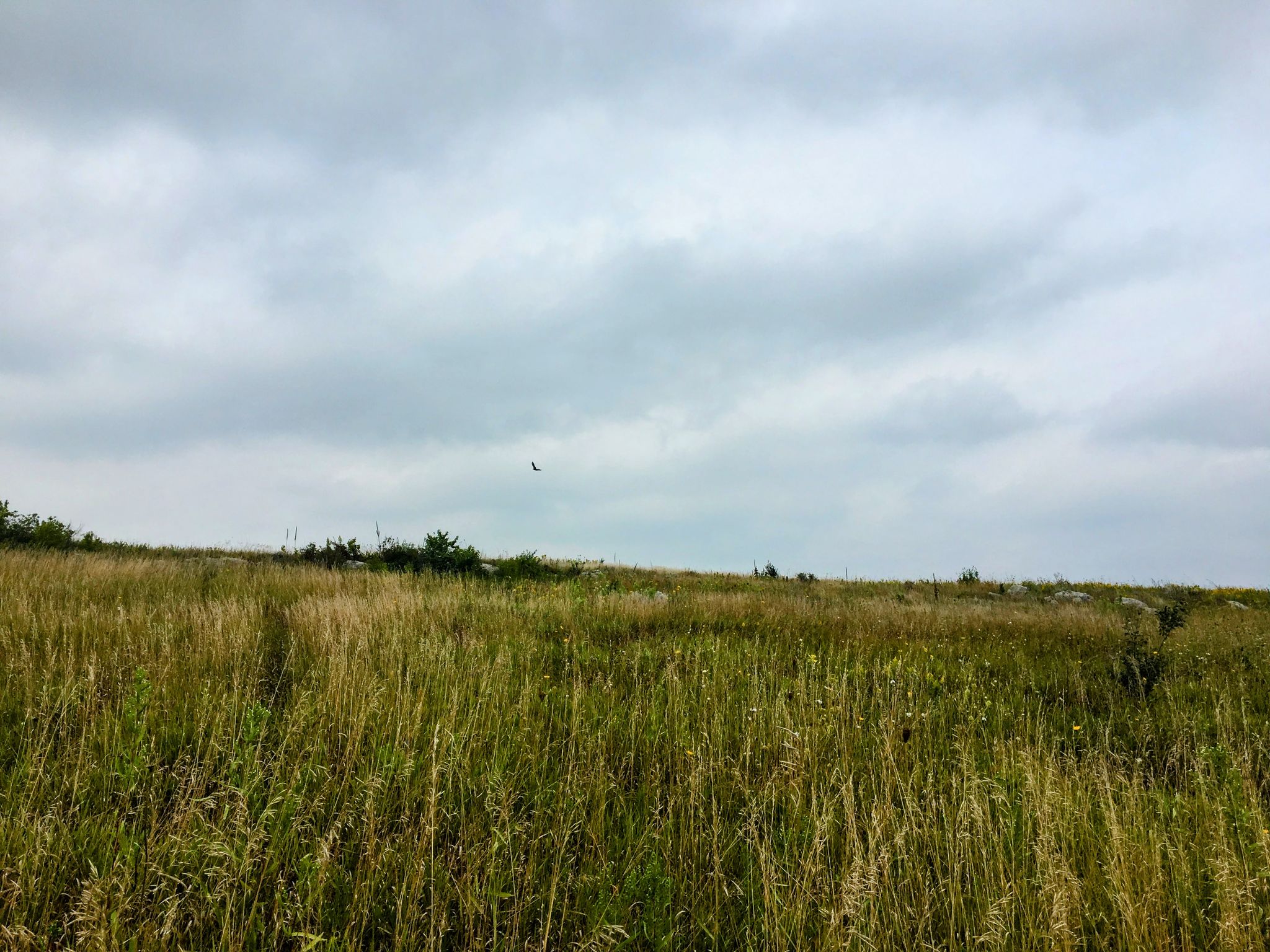Expansive field of tall grass under a cloudy, muted sky. - Buffalo Jump loop from Blue Mounds State Park