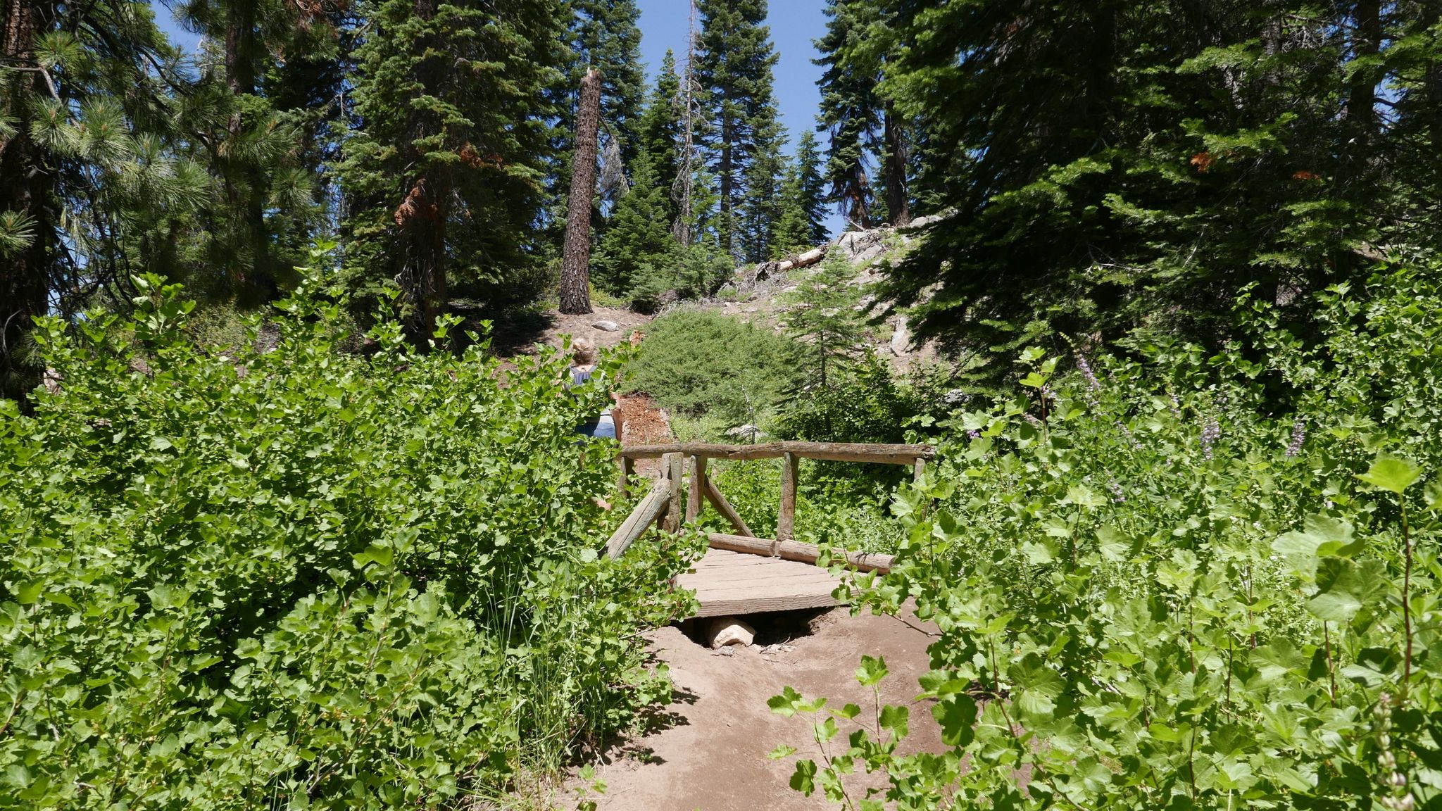 A person crosses a small wooden bridge on a dirt path through green bushes. - Rancheria Falls loop from Lakeshore