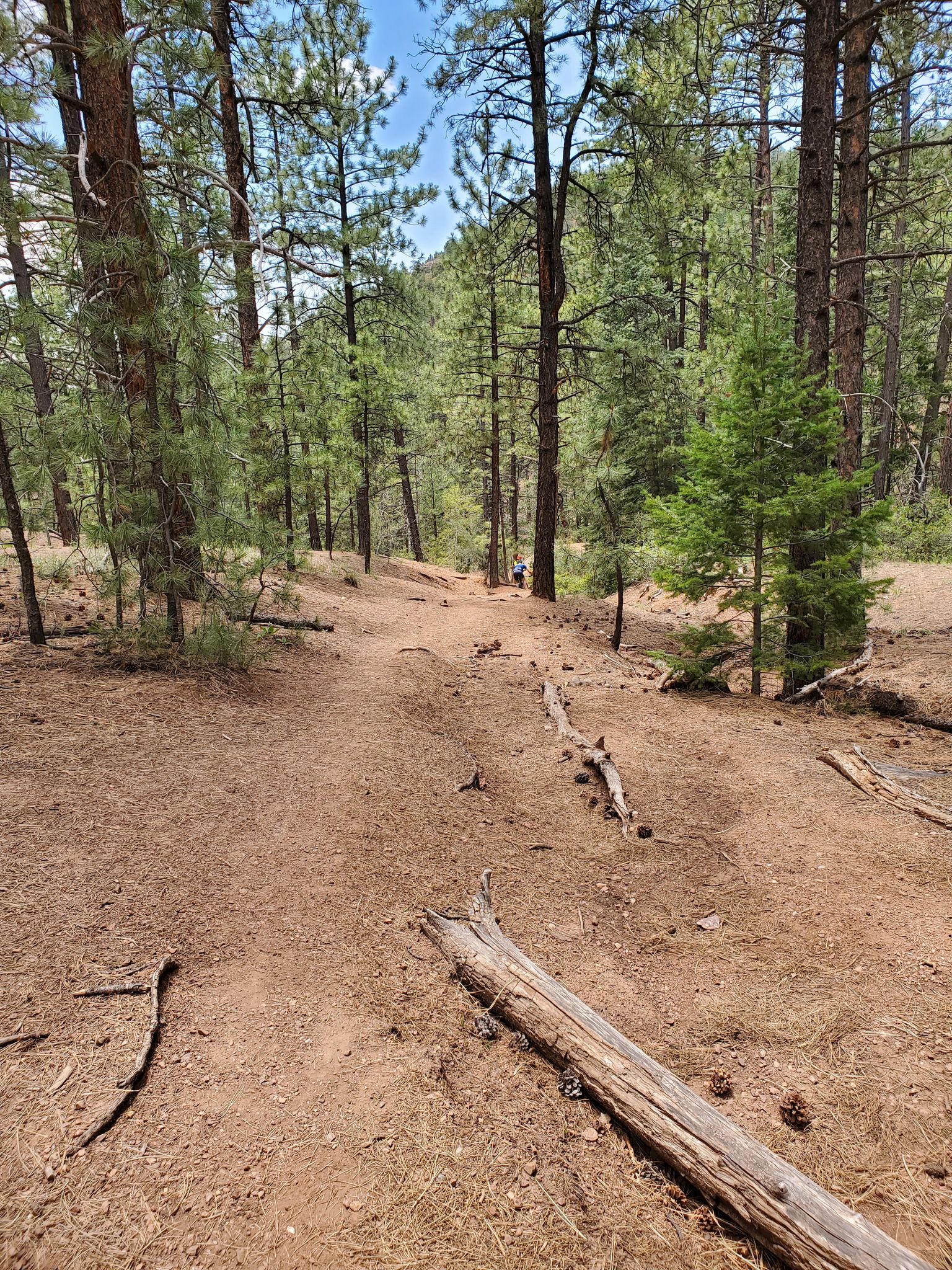 A wide dirt trail winds through a sunlit pine forest with fallen logs. - Chamisa Trail loop from Blue Bus