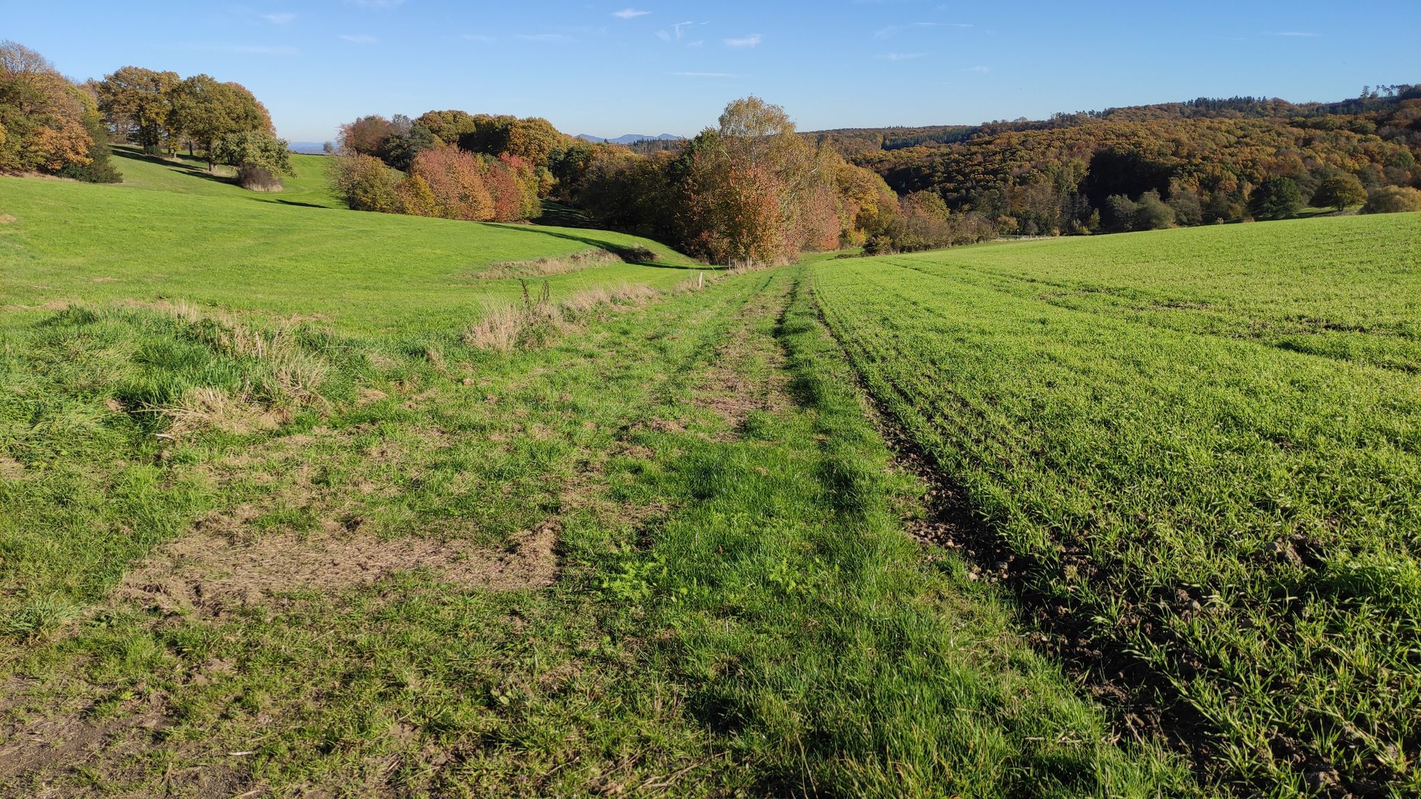 Schöner Gras-Feldweg