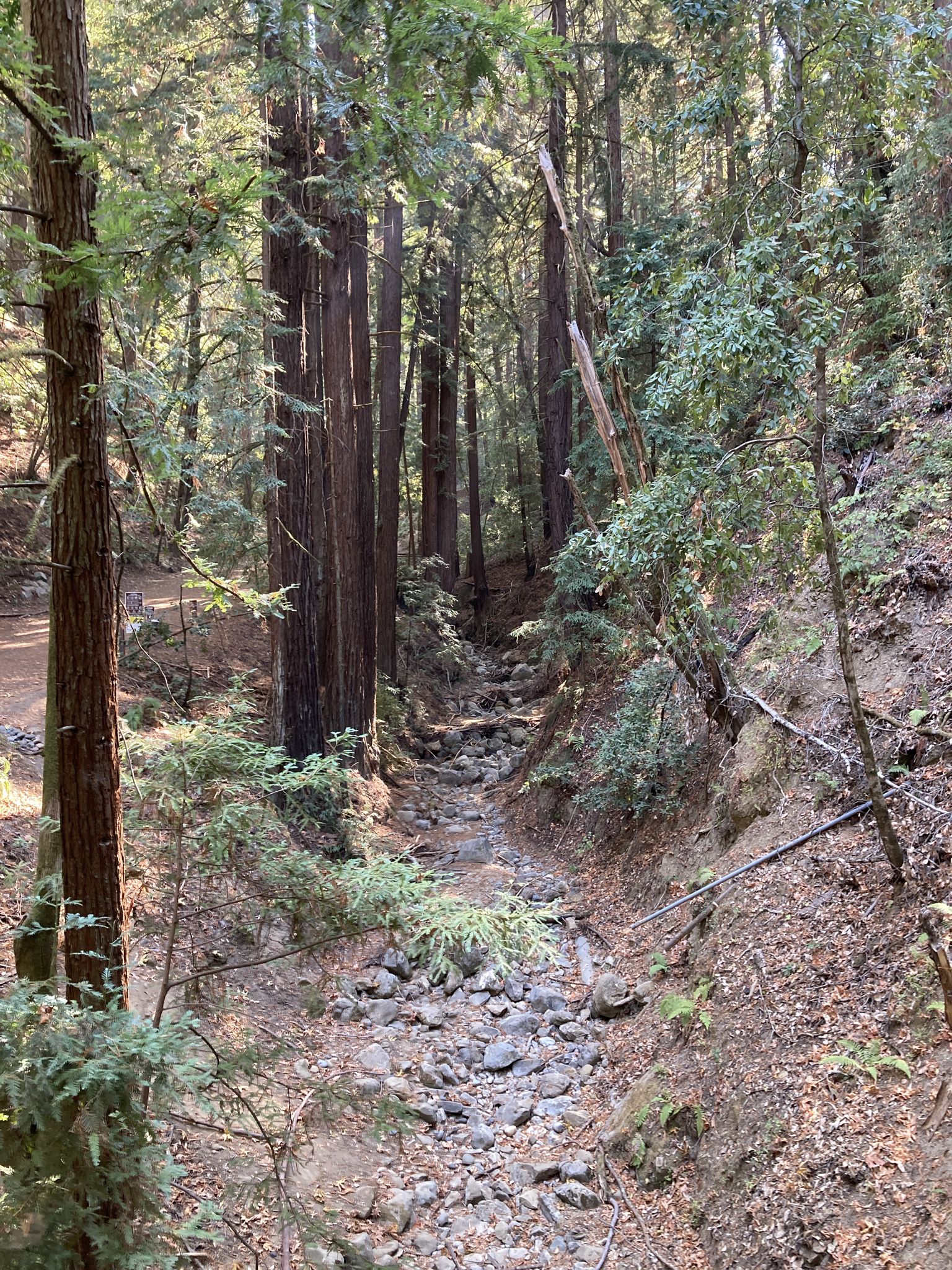 Dry, rocky streambed winding through a dense forest of tall trees. - Portola Road – Old La Honda Road loop from Portola Valley