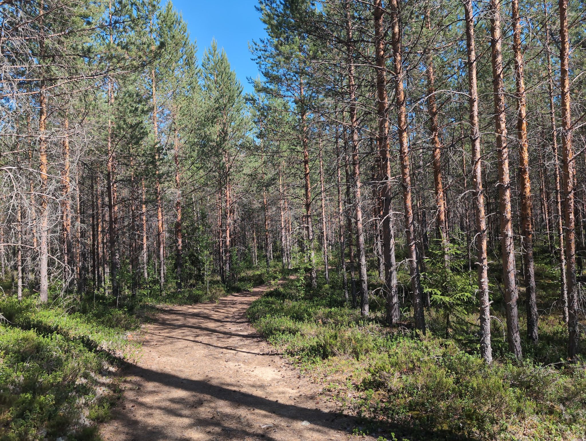 Waldweg