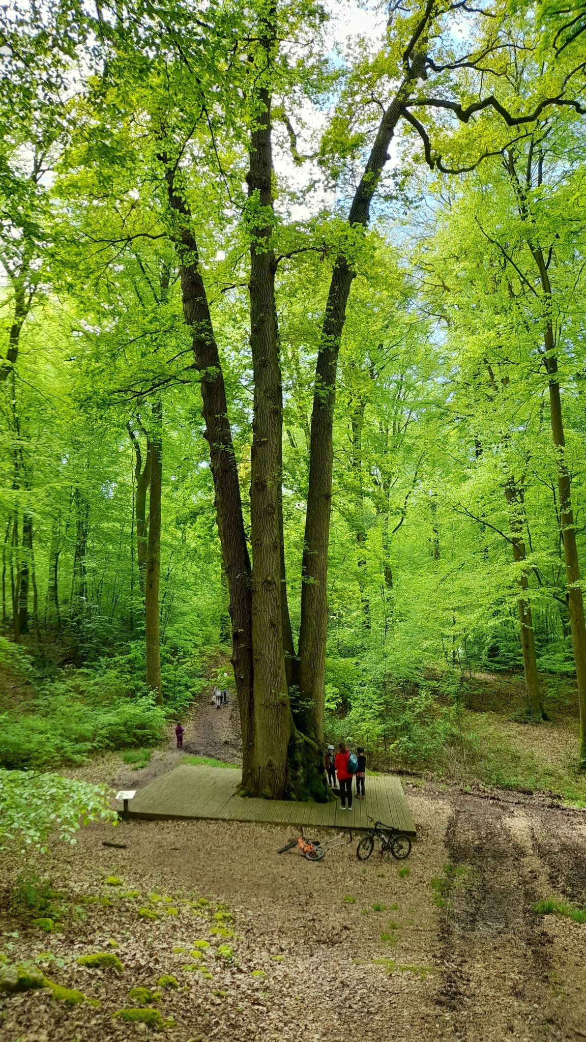 le Chêne Cuve