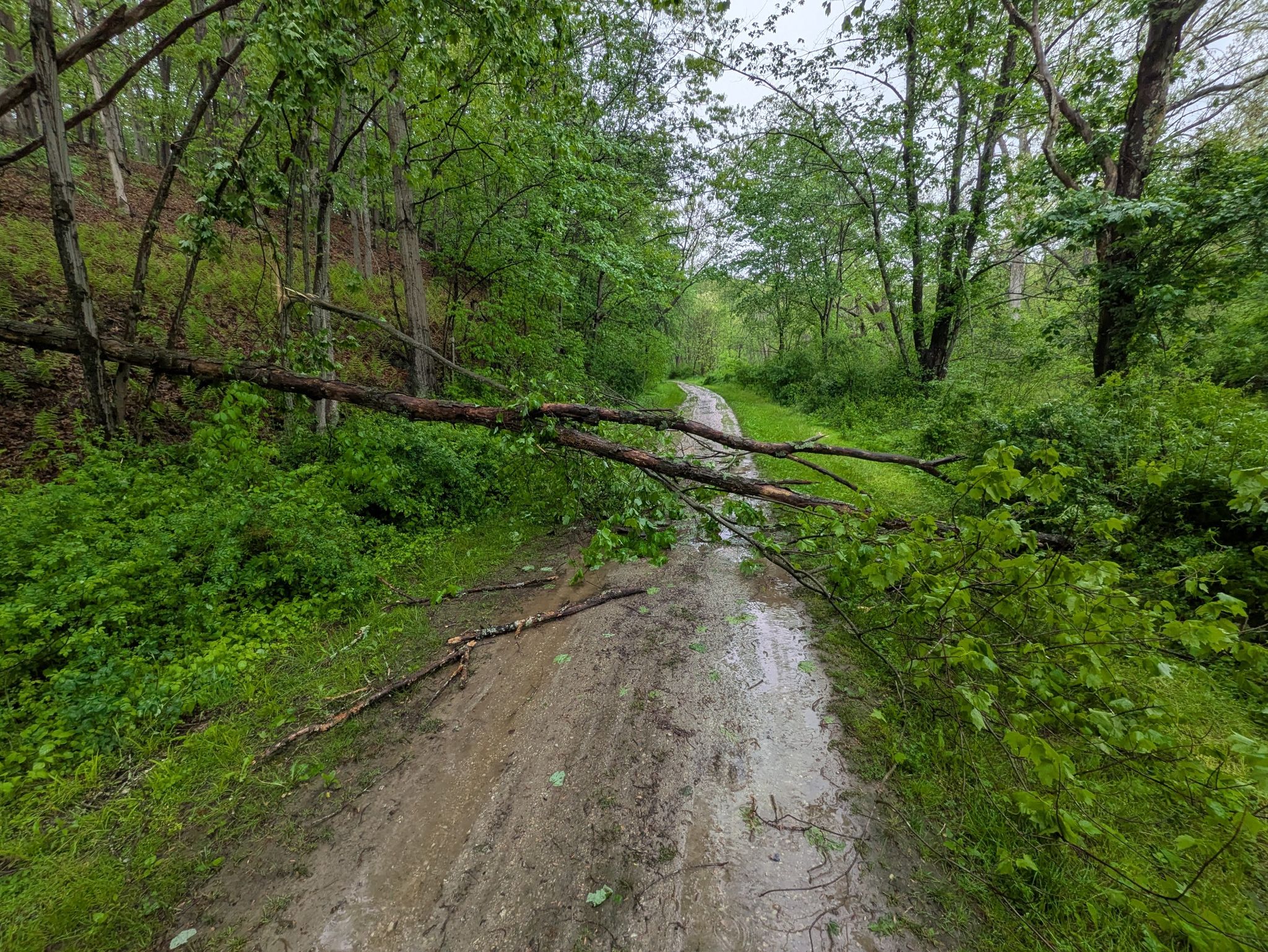 Fallen tree branch blocking a muddy dirt path in a green forest. - Torrey C. Brown, Red and Yellow Trail