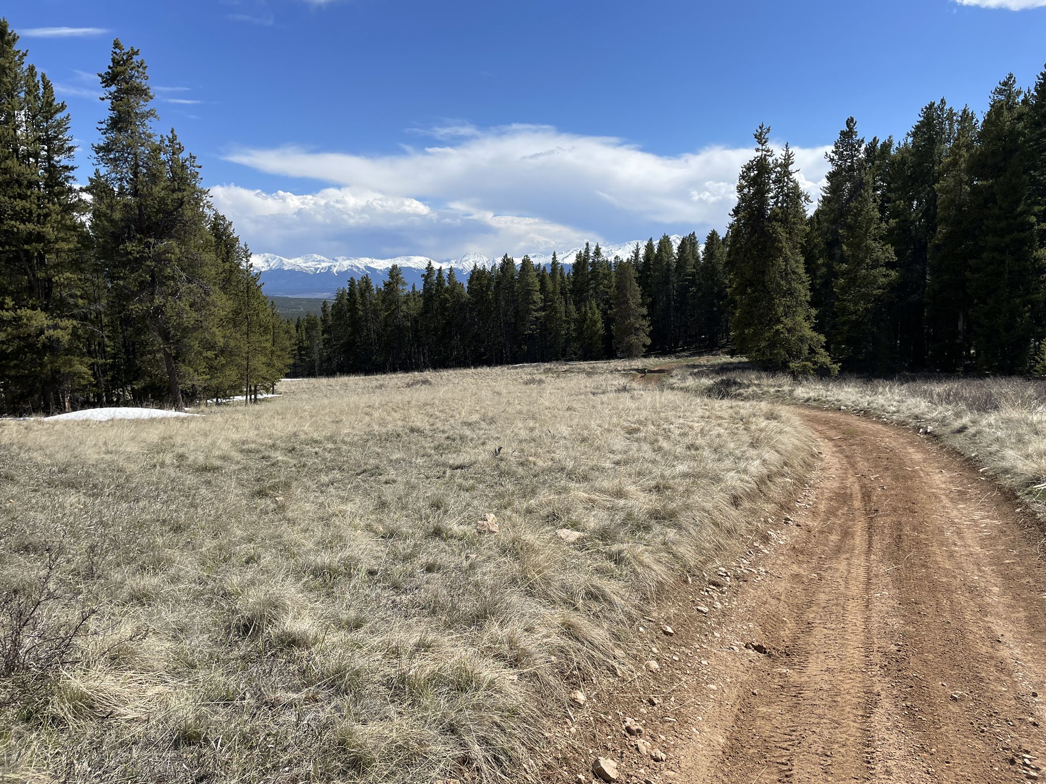 A dirt road curves through a sunny, grassy field bordered by pine trees. - Mt. Zion 4WD Road
