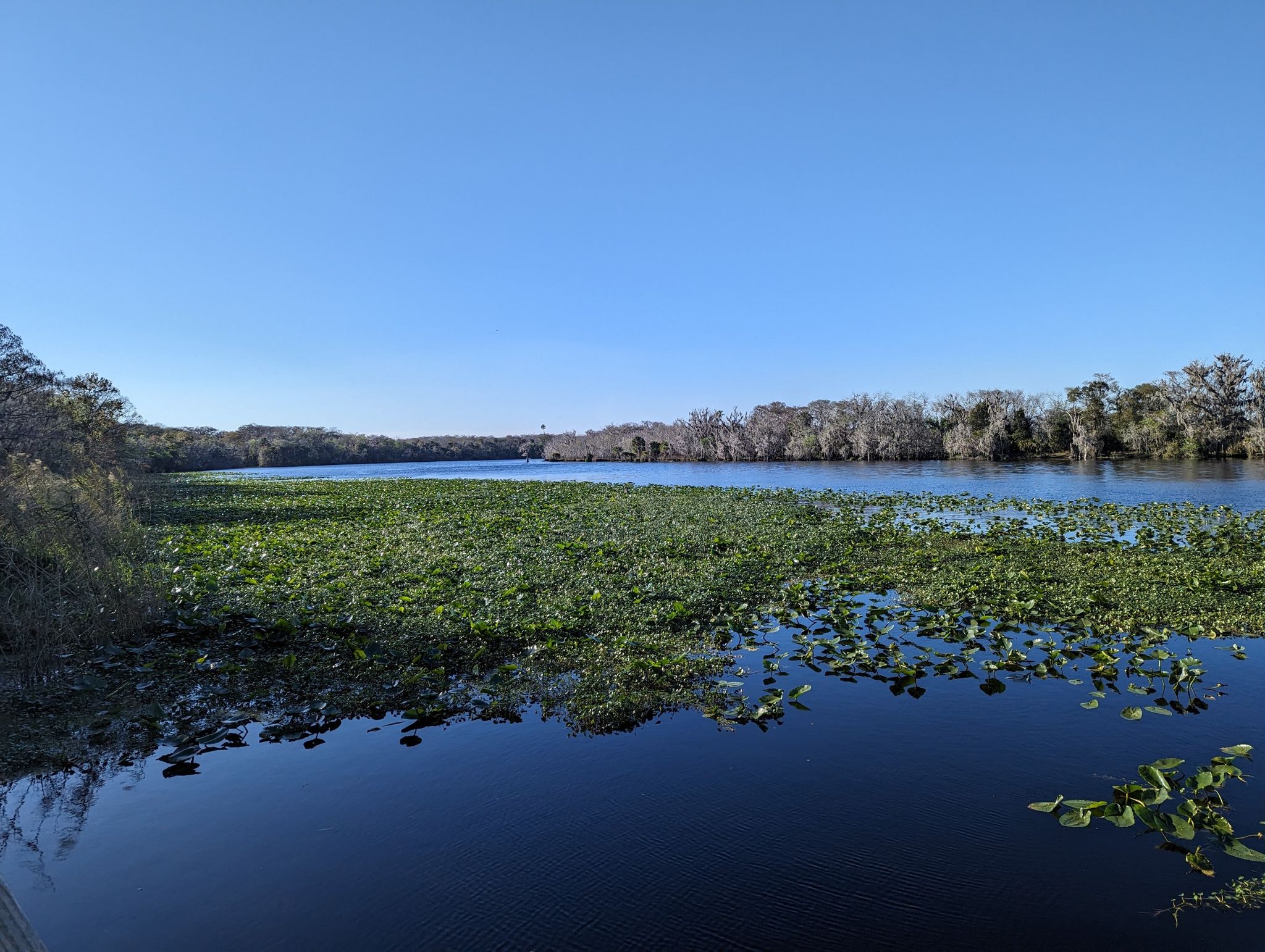 Wide river with green aquatic plants under a clear blue sky. - Black Bear Wilderness Loop Trail