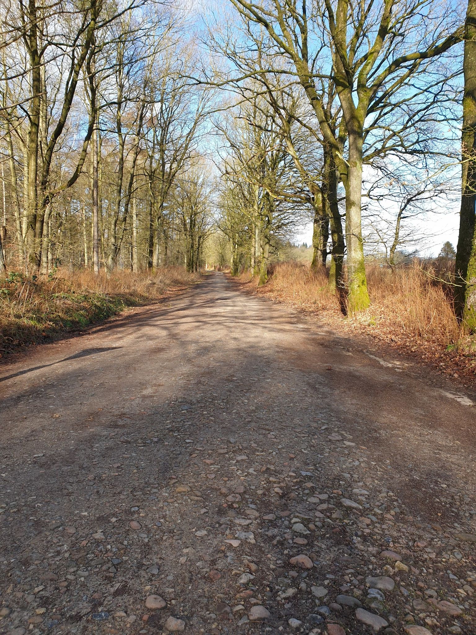 Ochsenweg