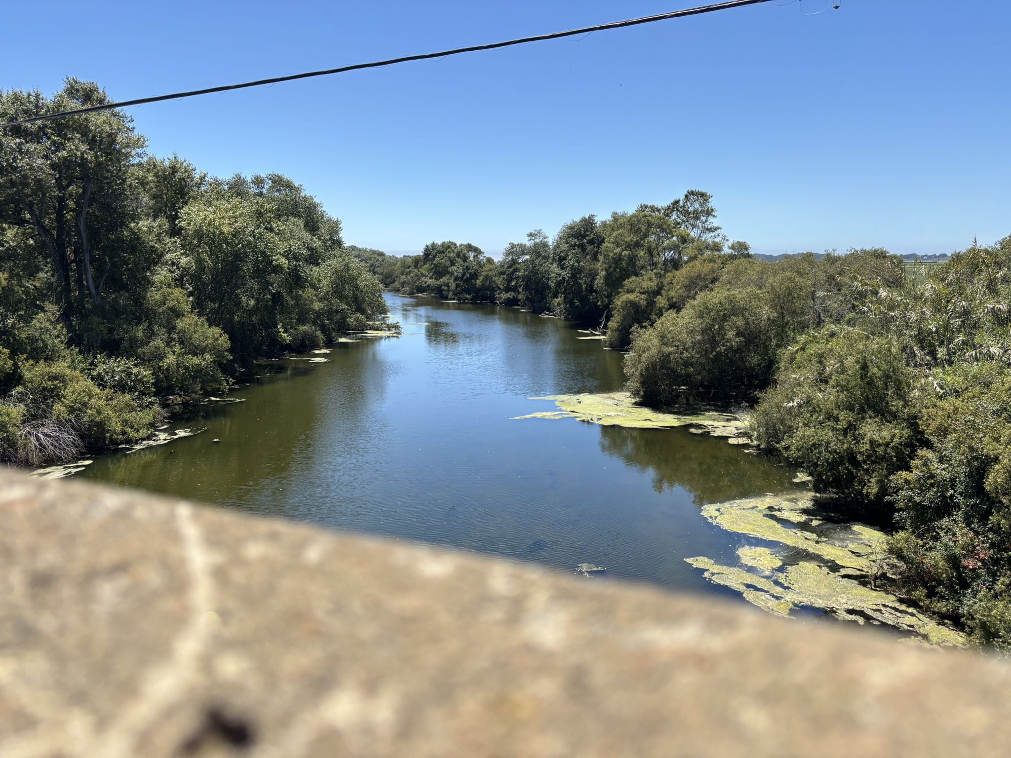 A river with green algae flows between lush trees under a bright blue sky. - Salsipuedes-Pajarro Cycleway – Pajaro River loop from Freedom