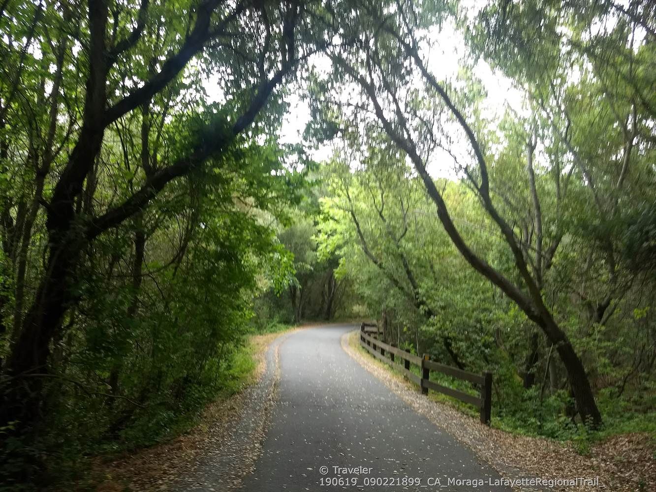 A paved path winds through a dense, green forest with a wooden fence. - Moraga Commons Park – Moraga Ranch & Café loop from Moraga