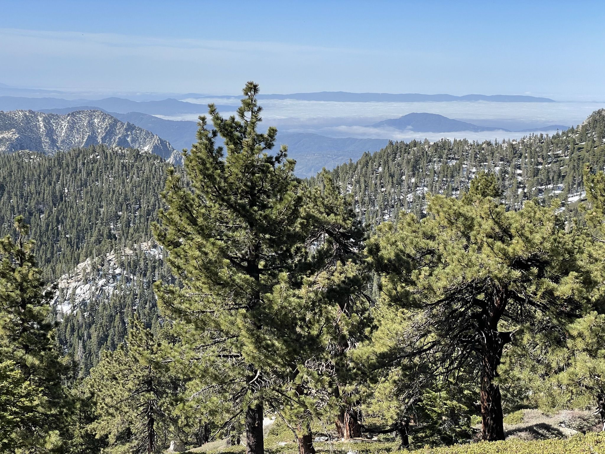 Pine trees frame a view of forested mountains under a clear sky. - Deer Springs Trail to Round Valley