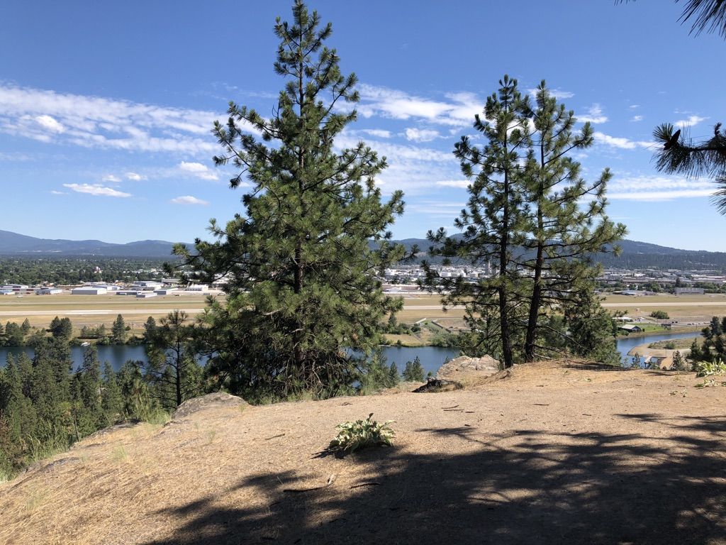 Sunny hillside with tall pines overlooking water and a distant town. - Airport Escalator Trail