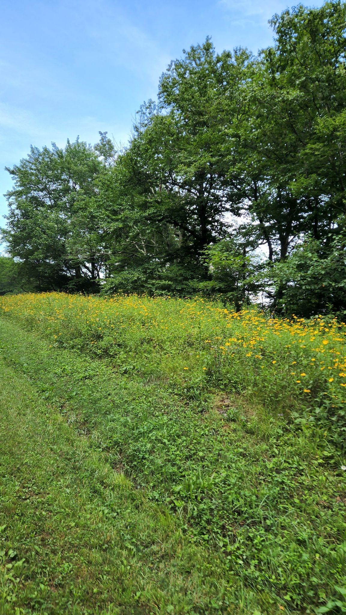A vibrant green field filled with yellow wildflowers under a blue sky. - Helen's Bridge – Craven Gap loop from Silver Line Station