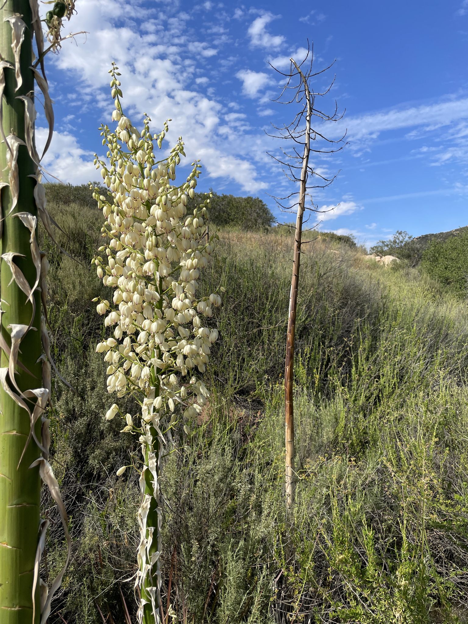 A tall yucca plant with white flowers in a sunny, dry, hilly landscape. - Oak Grove – Blue Sky Ecological Reserve loop from Blue Sky Ecological Reserve