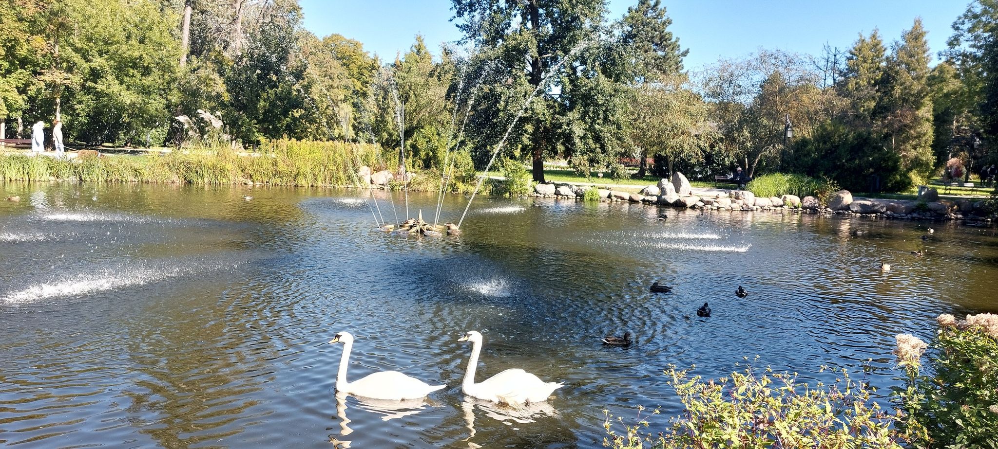 Schwäne im Teich