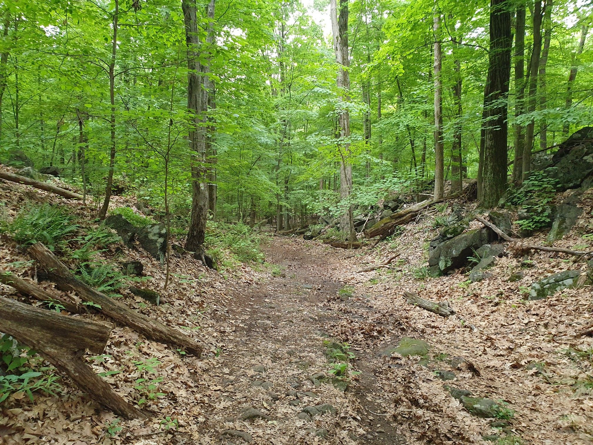 A narrow dirt path winds through a lush green forest on an overcast day. - Blue Mountain Summit Trail