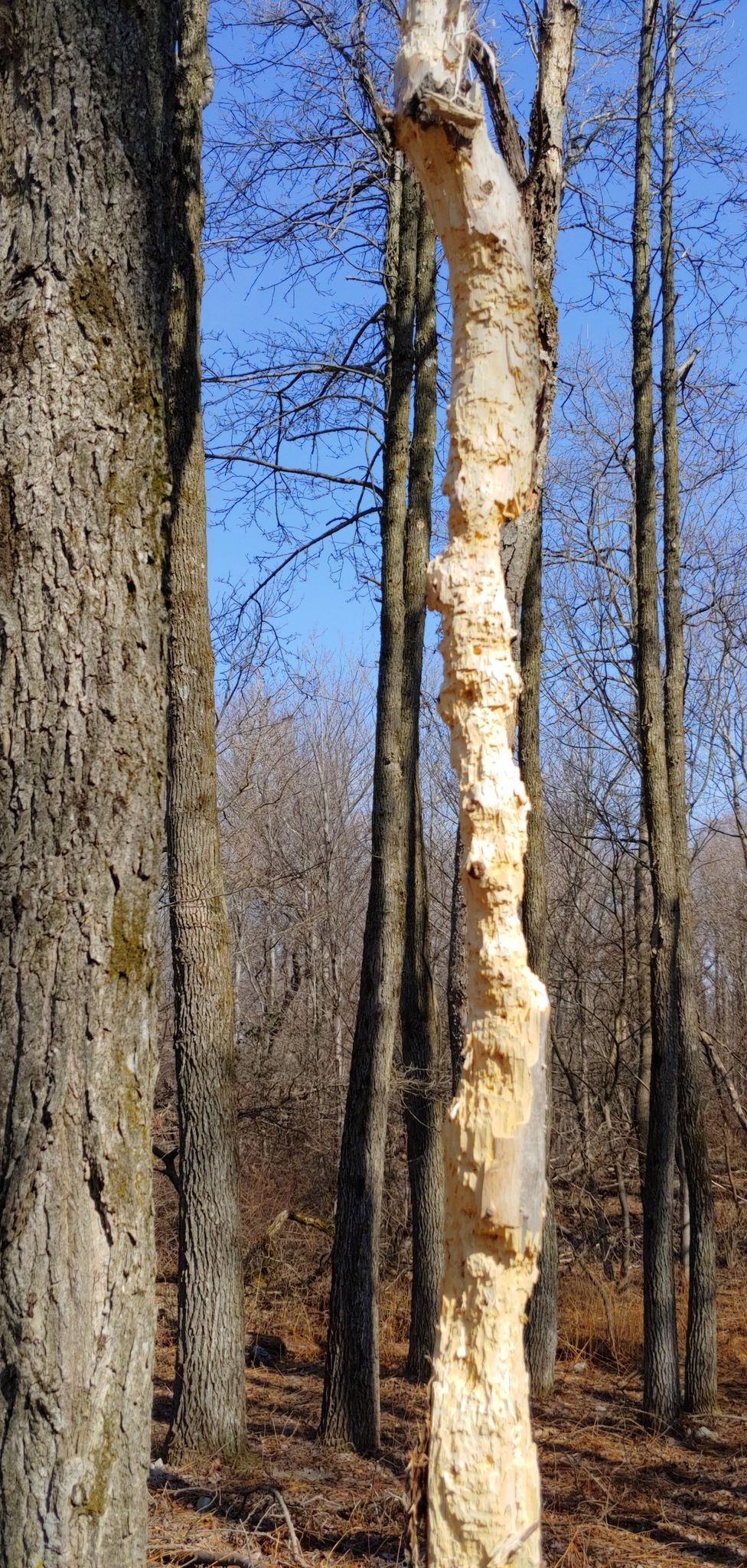 Tall, bark-stripped tree in a sunny forest with bare branches and blue sky. - Smith's Gap via the Appalachian Trail
