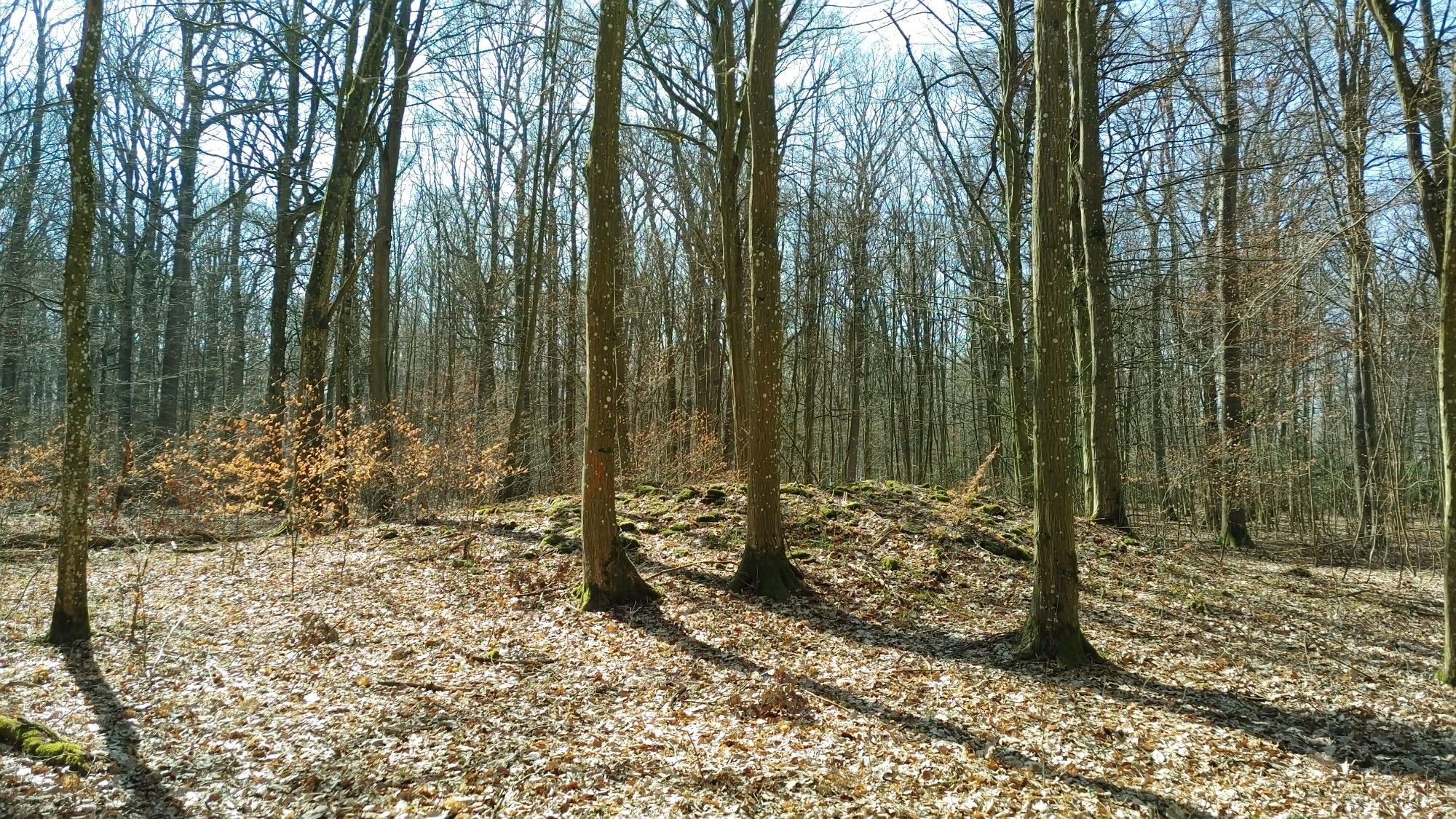 Hühnengrab im Poppenhäuser Wald