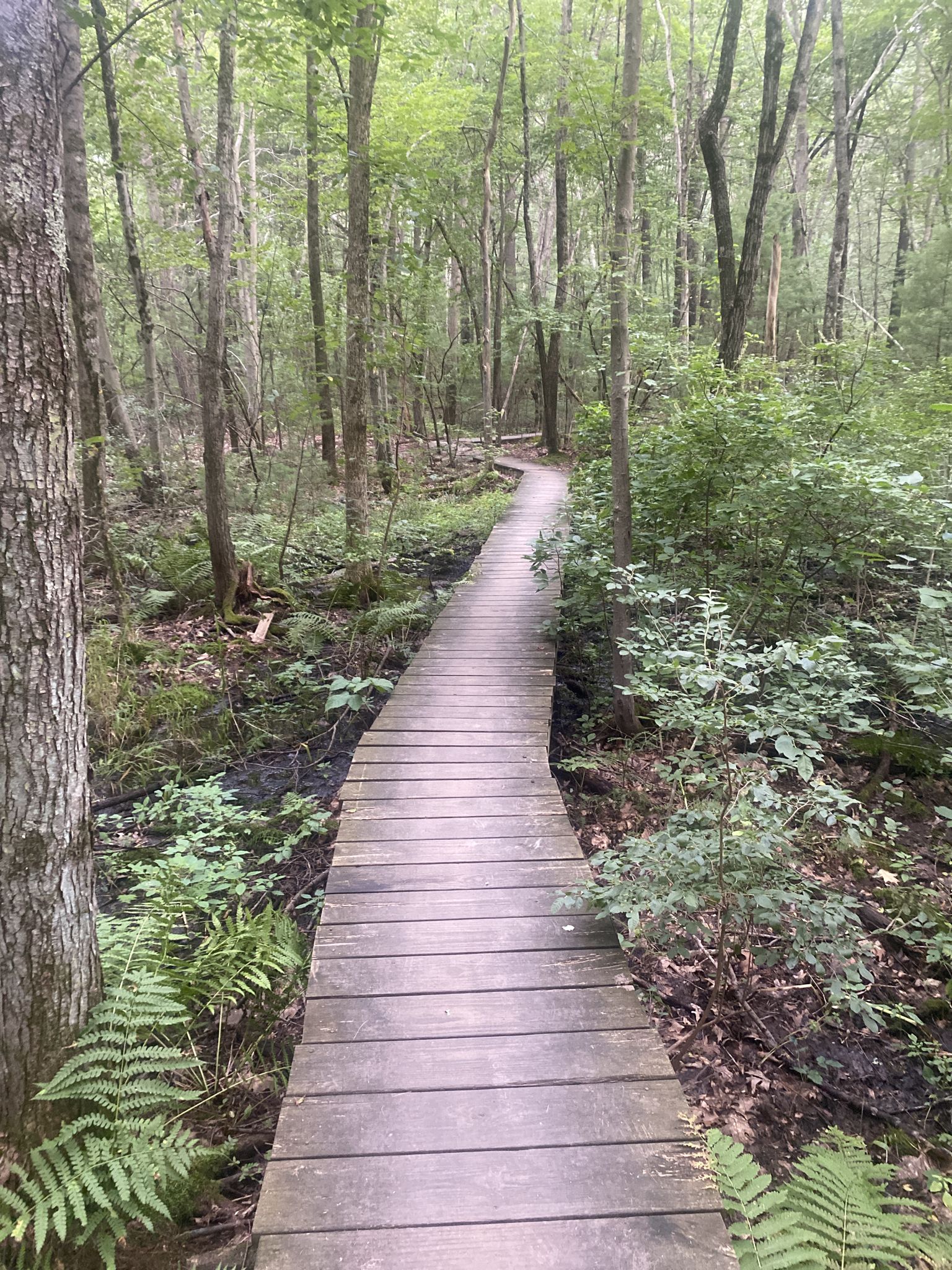 Wooden boardwalk winding through a lush green forest on a bright day. - Burlington Landlocked Forest – Abandoned car ruins loop from Paint Mine Conservation Area