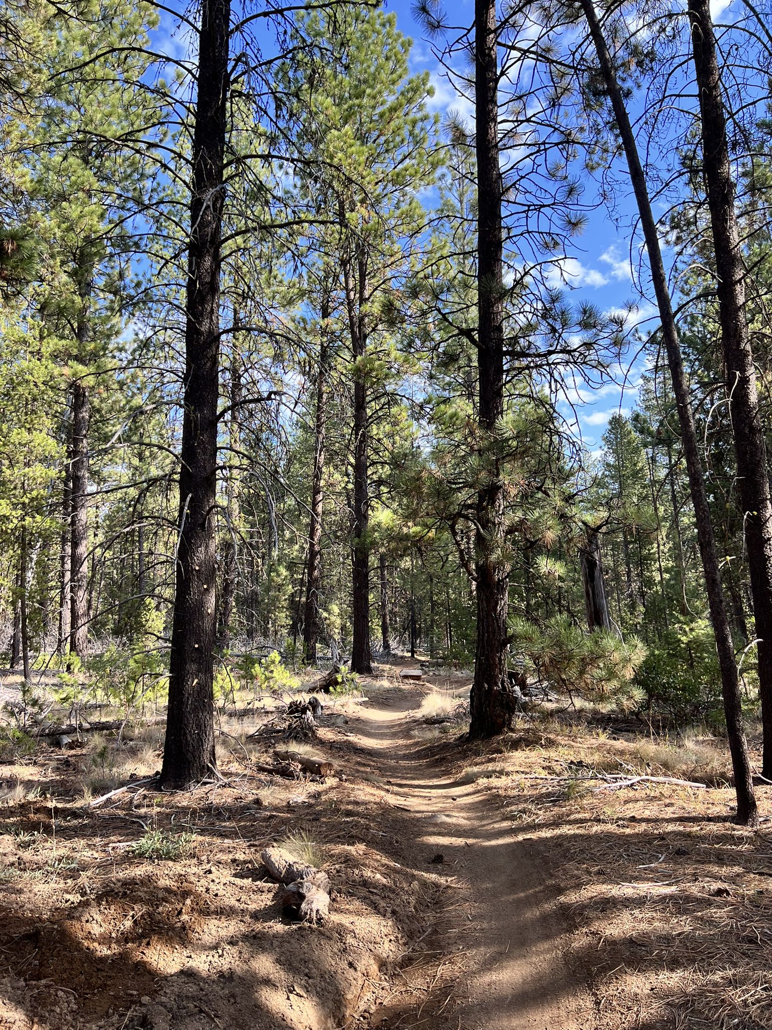 A sun-dappled dirt path winds through a dense pine forest on a bright day. - Afternoon Delight loop from Sunriver
