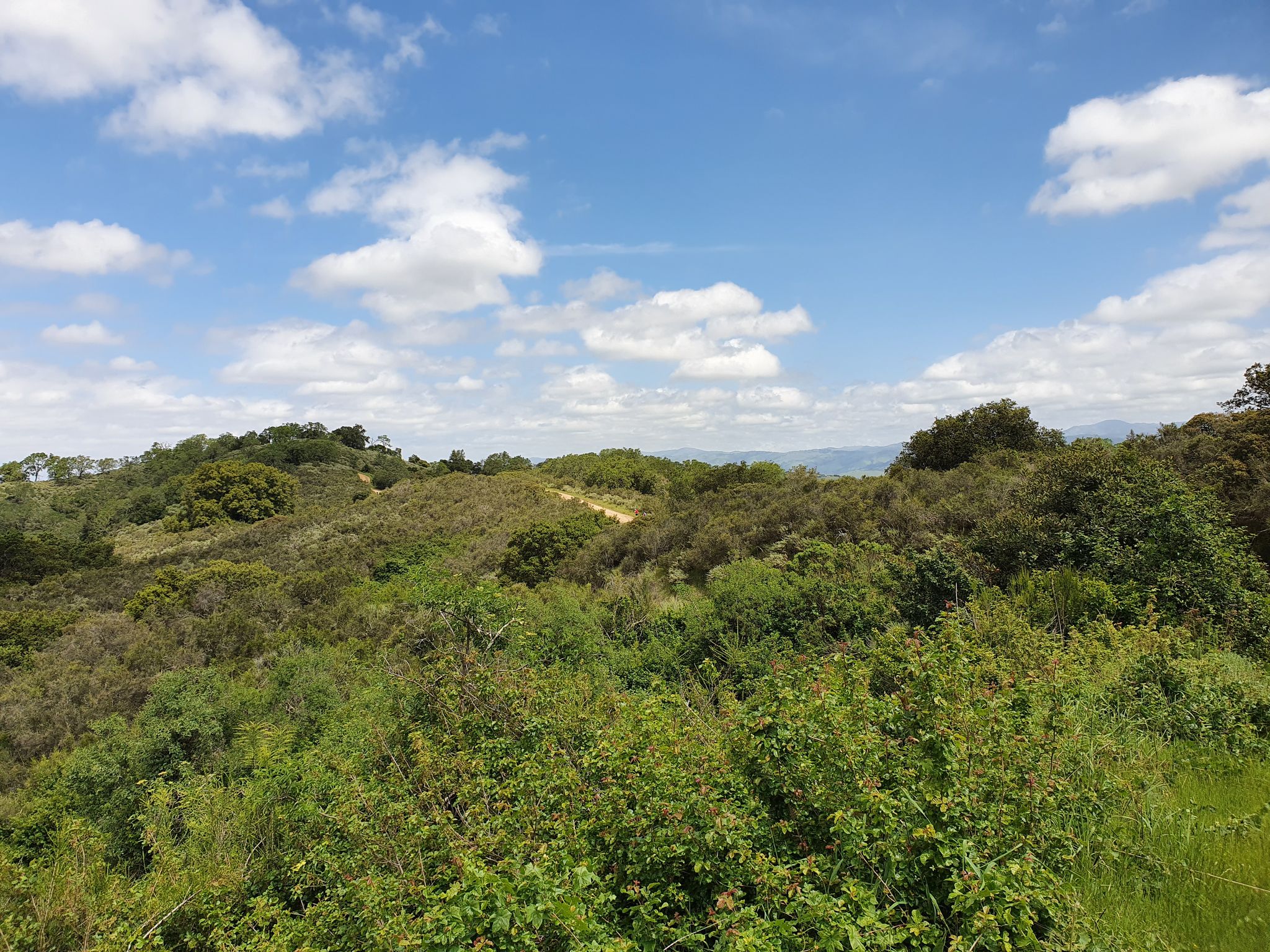 Expansive view of green, rolling hills covered in dense brush under a blue sky. - Castillero Trail – Woods Trail Trailhead loop from Almaden Quicksilver County Park