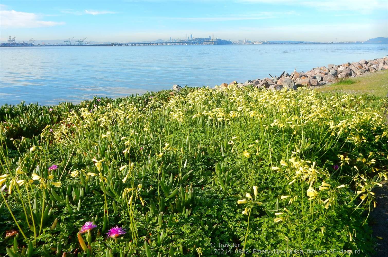 Sunny bay view with vibrant yellow and green wildflowers in foreground. - Emeryville Marina Park loop from McLaughlin Eastshore State Park