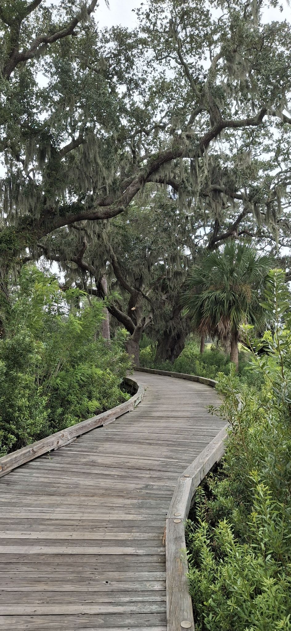 A curved wooden boardwalk winds through lush green foliage and large trees. - Jekyll Island Beach Park – The Horton House loop from Gould Cemetery