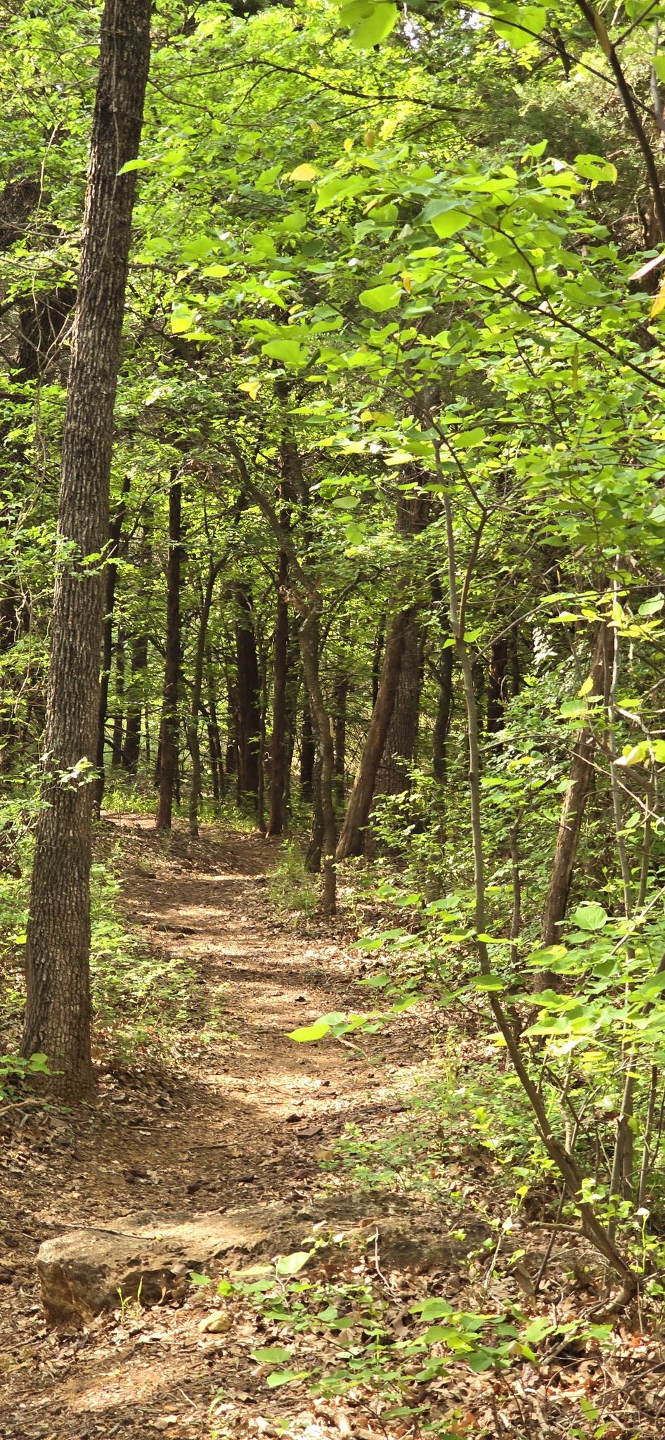 Narrow dirt path winding through a lush green forest on a bright day. - DORBA Green Loop