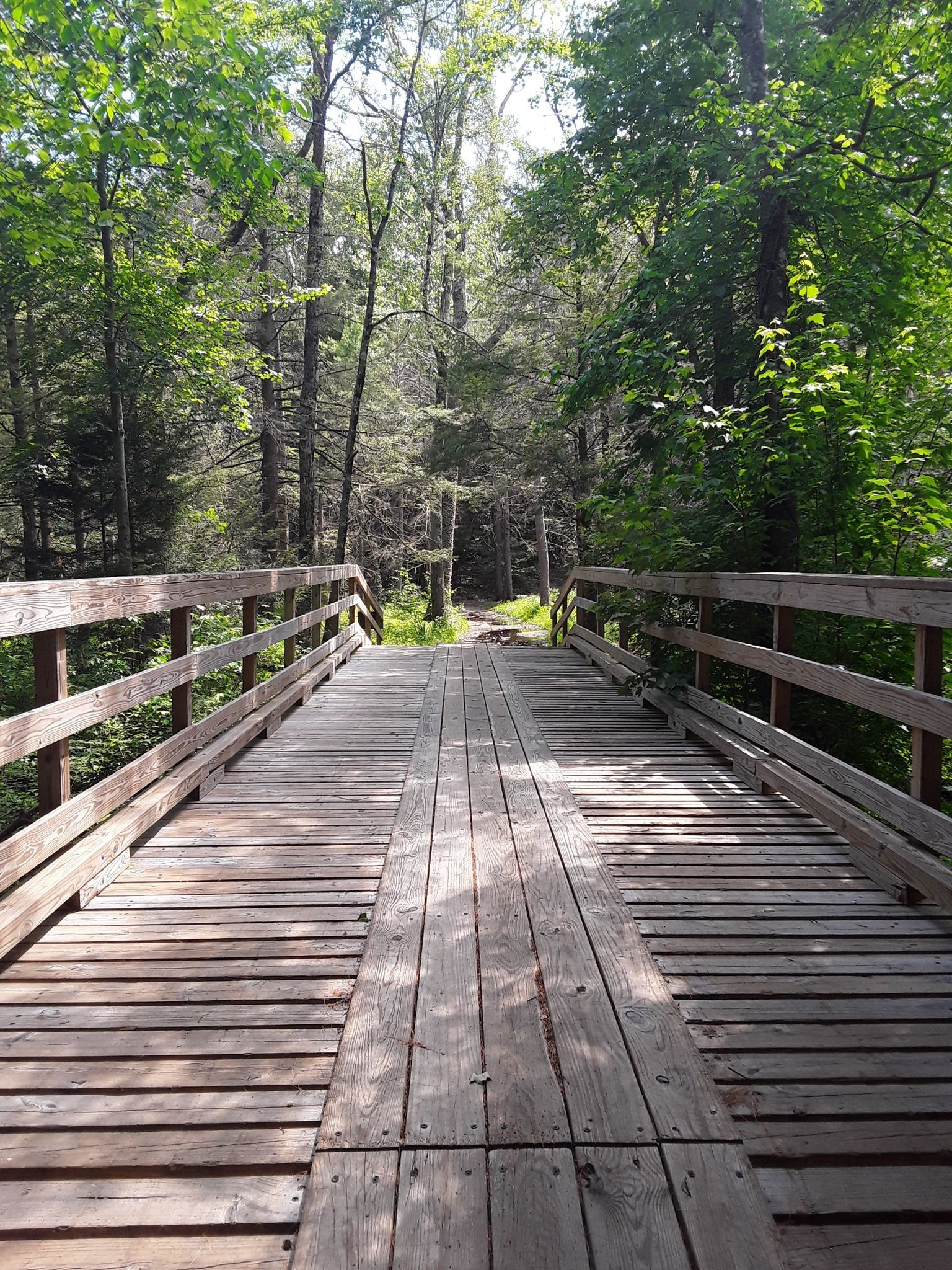 A wooden bridge extends into a sunlit forest path with green trees. - Fundy and Shaw Loop Trail