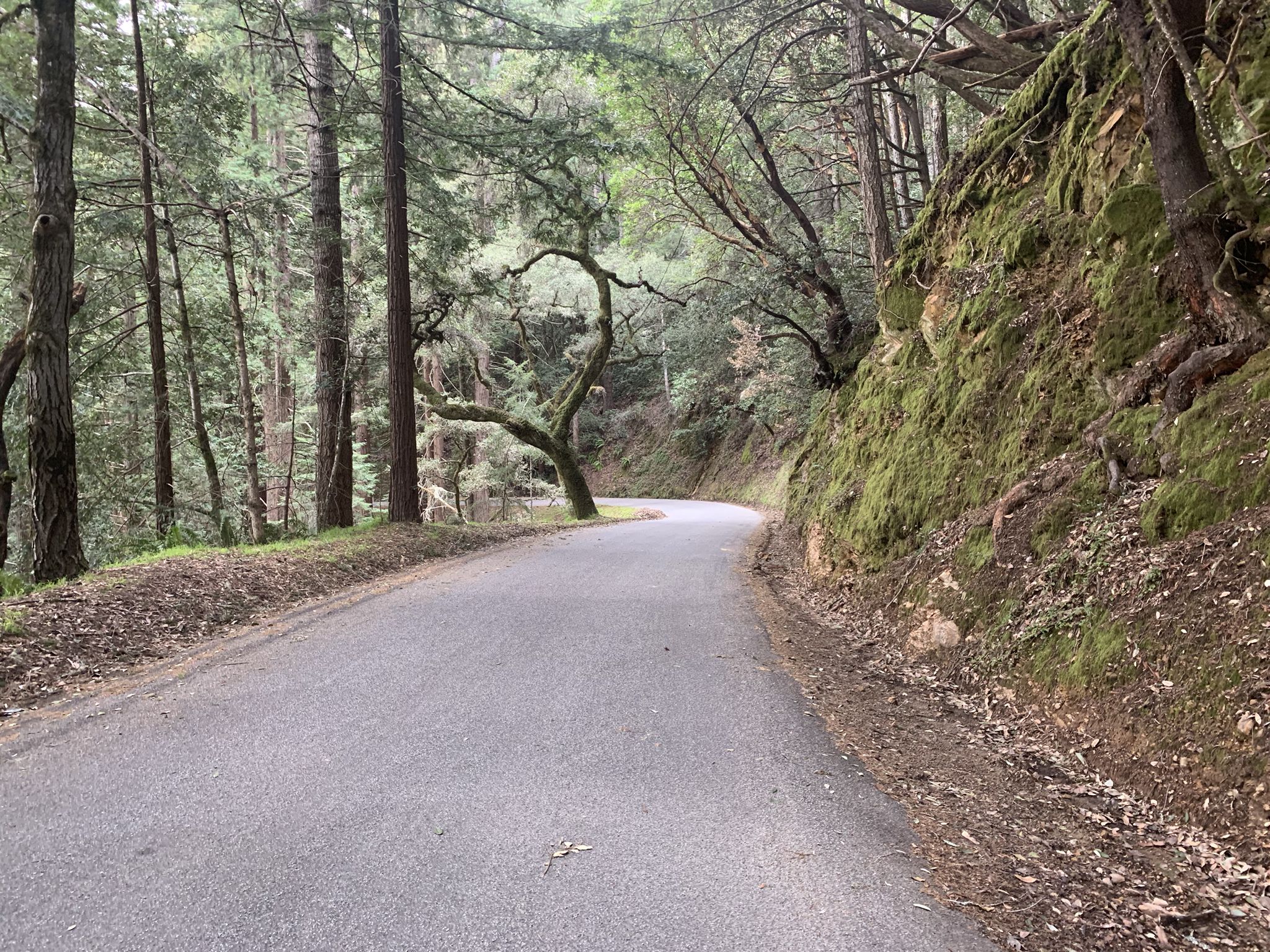 Winding paved road through a dense forest with mossy banks. - Kings Mountain Road – Kings Mountain Road loop from Cañada College