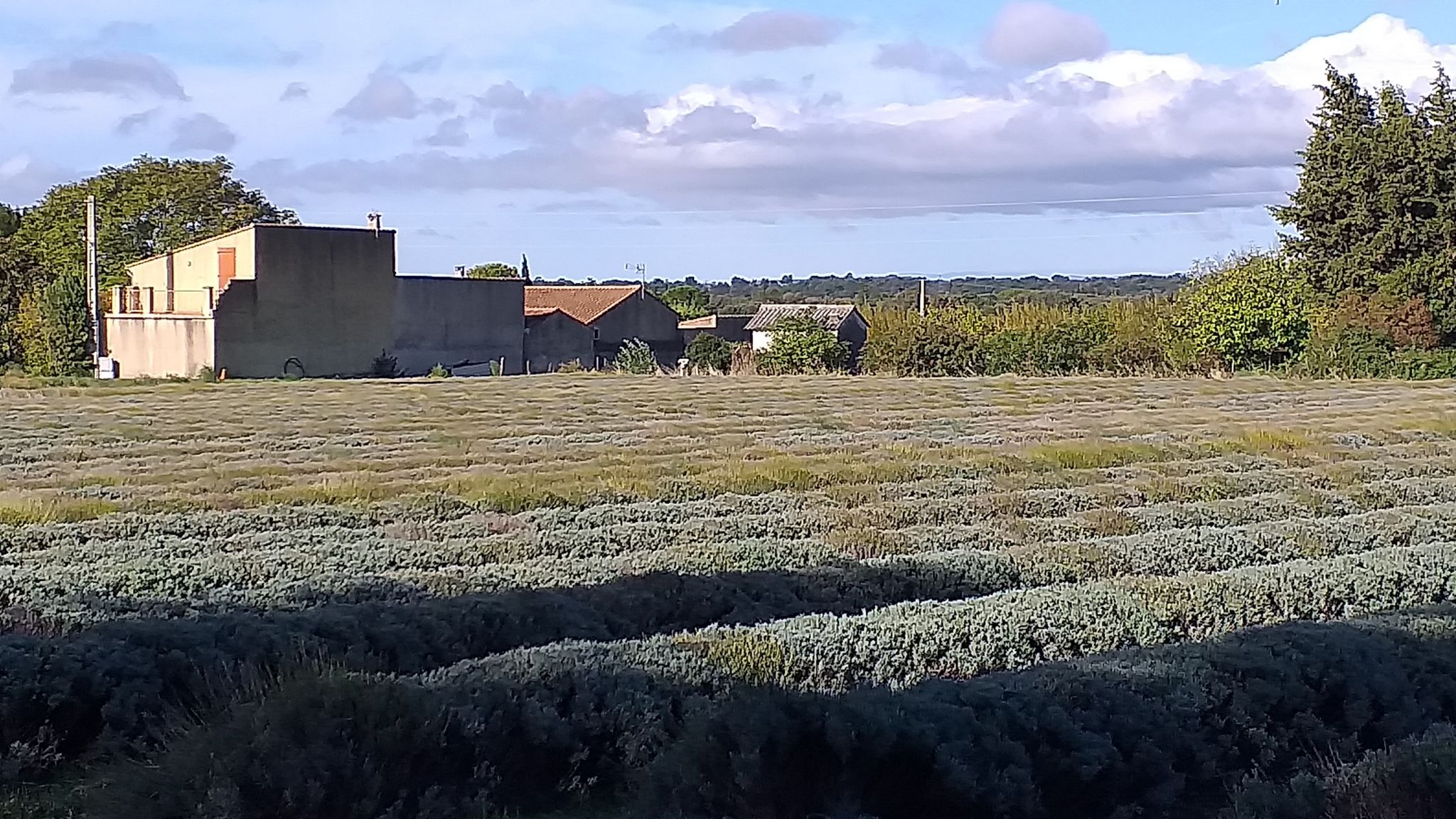 Im Herbst ist der Lavendel geerntet.