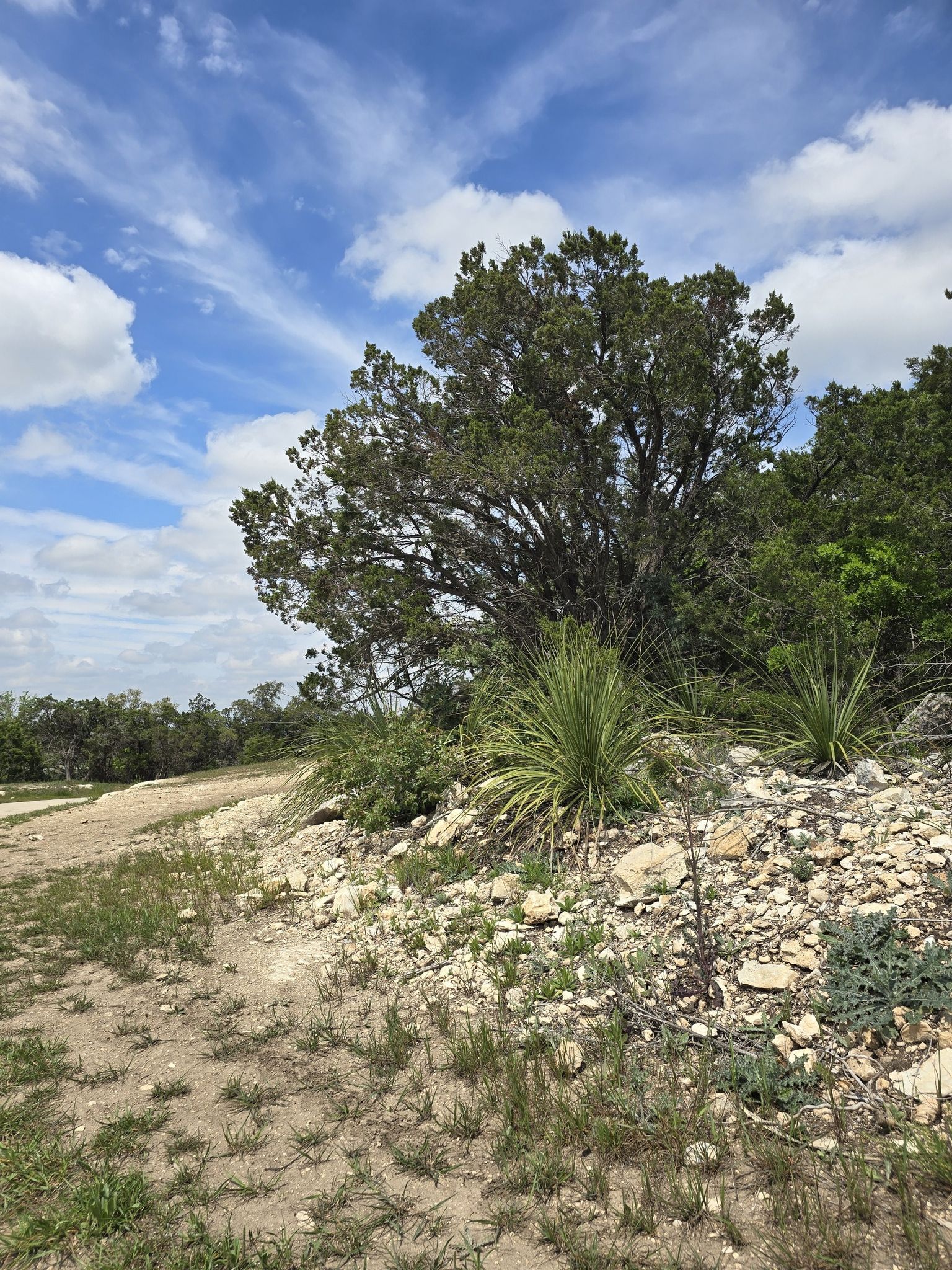 Large tree and yucca plants on a rocky hillside under a cloudy sky. - Cedar Flats and Hillview Nature Trail Loop