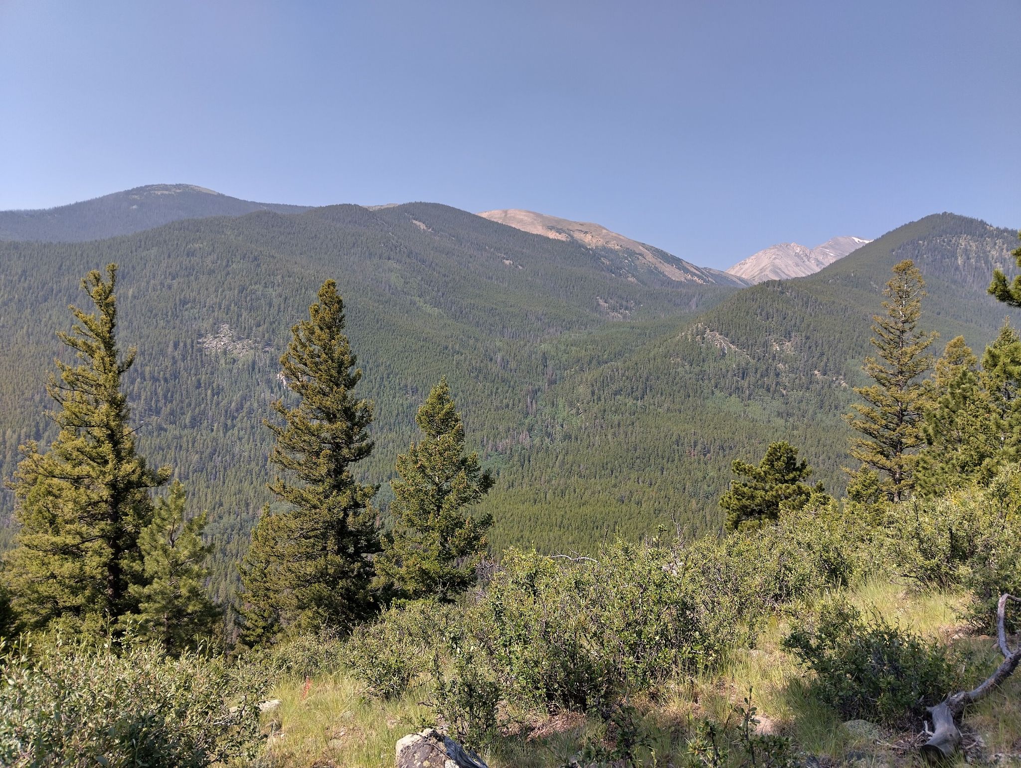 Bright daylight over a vast forested mountain range with scattered pine trees. - Harvard Lakes via Colorado Trail Segment 12
