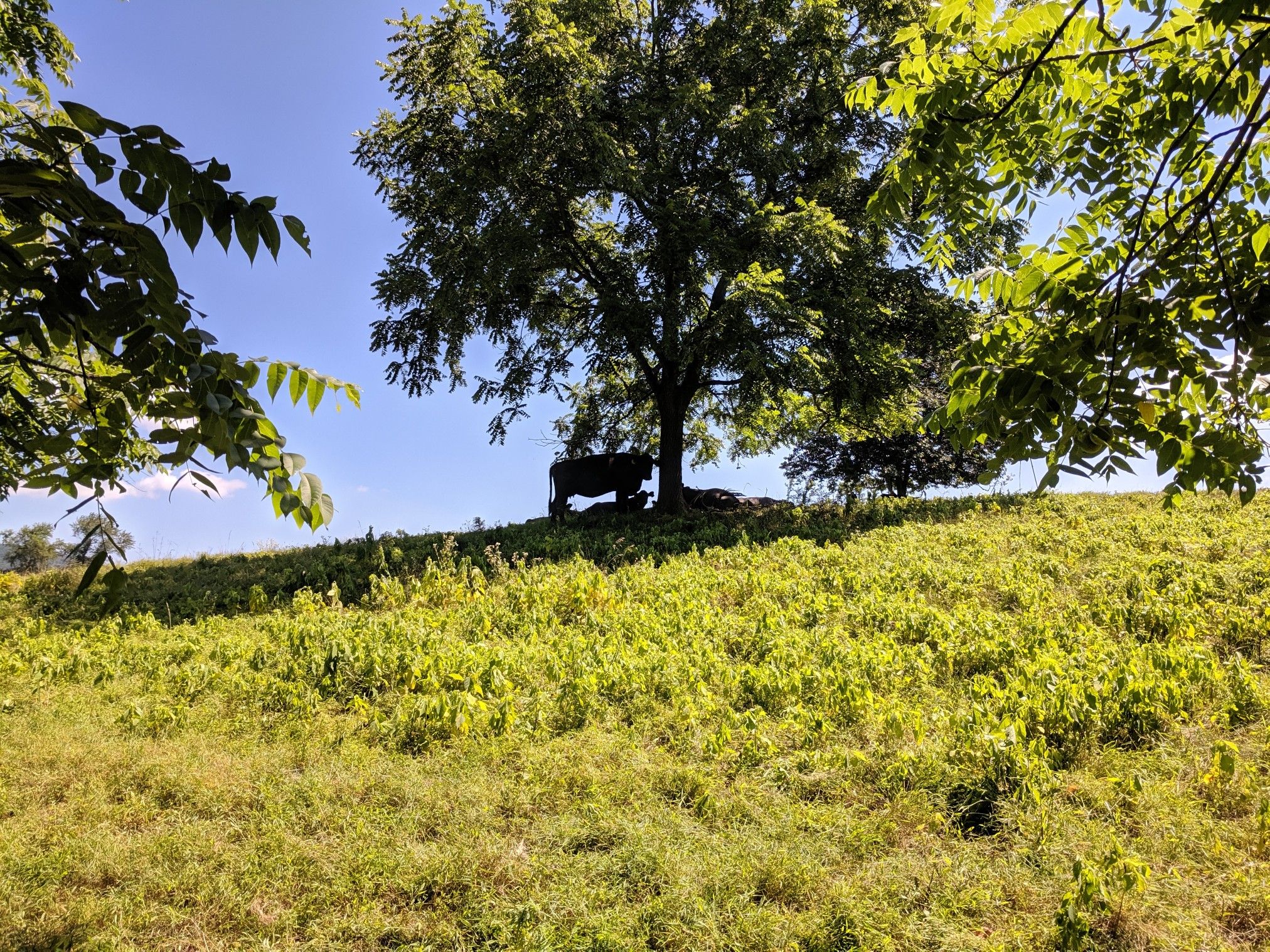 A cow rests under a large tree on a sunny, green hillside. - Rolling Meadows Trail