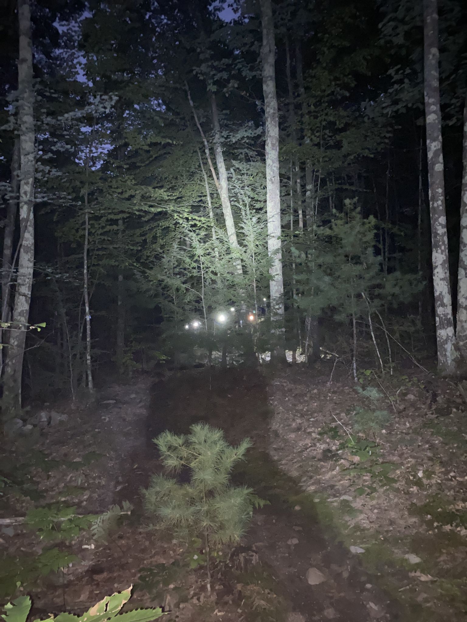 Dark forest path illuminated by bright lights in the distance at night. - Challenging MTB Loop