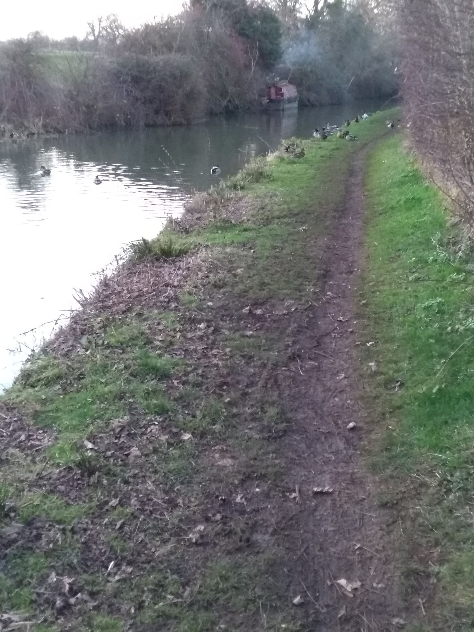 Ducks block the path