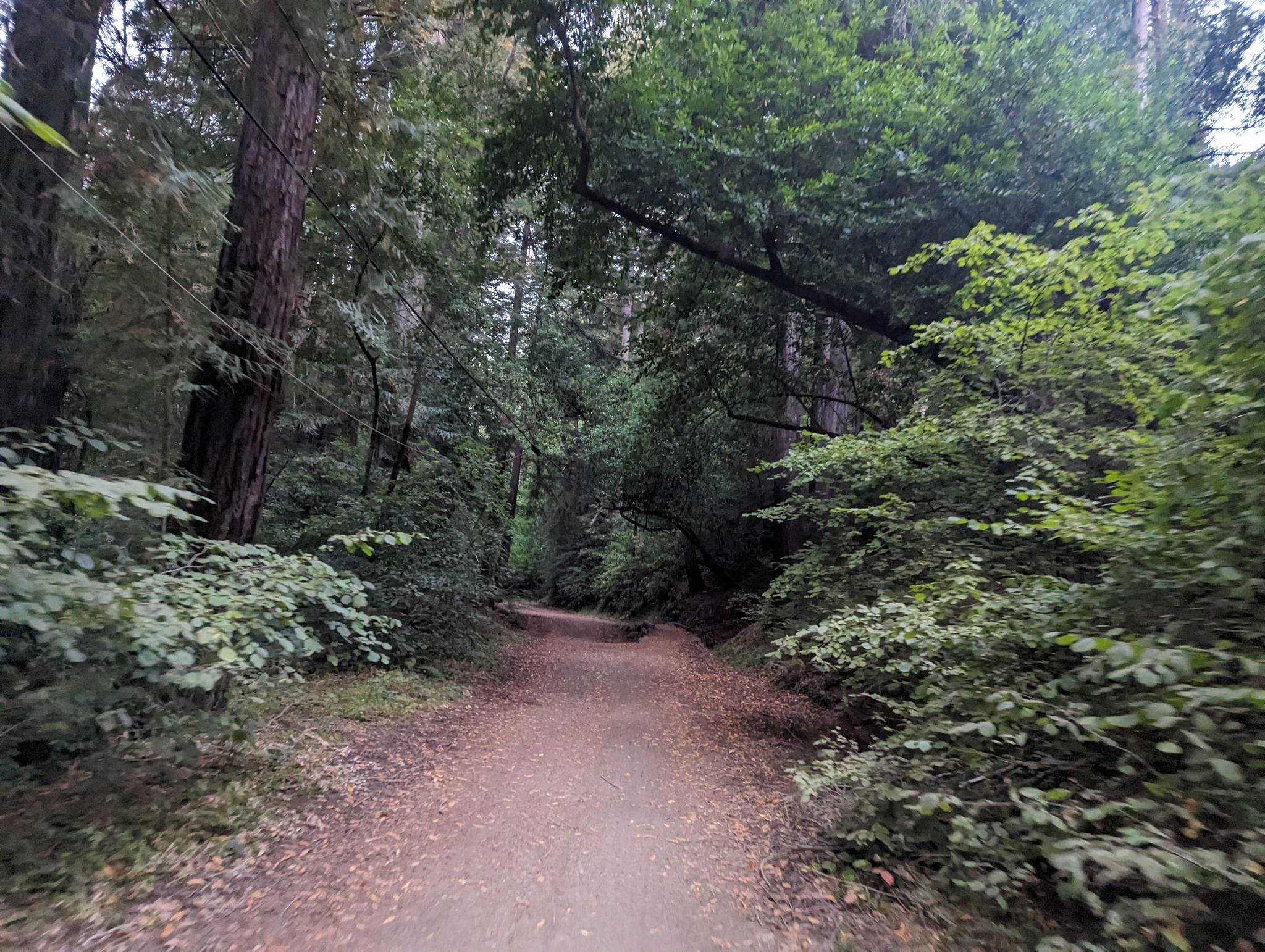 A winding dirt path through a shaded, verdant forest with dappled light. - Cross Marin Trail to Barnabe Trail loop