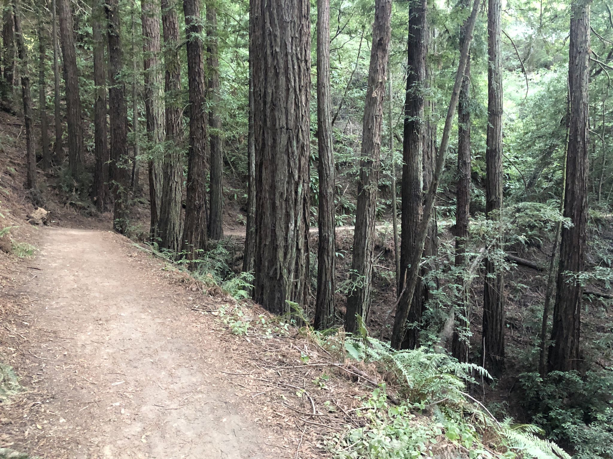Shaded dirt path winding through a dense forest of tall trees. - Chabot Space Science Center – French Trail loop from Canyon