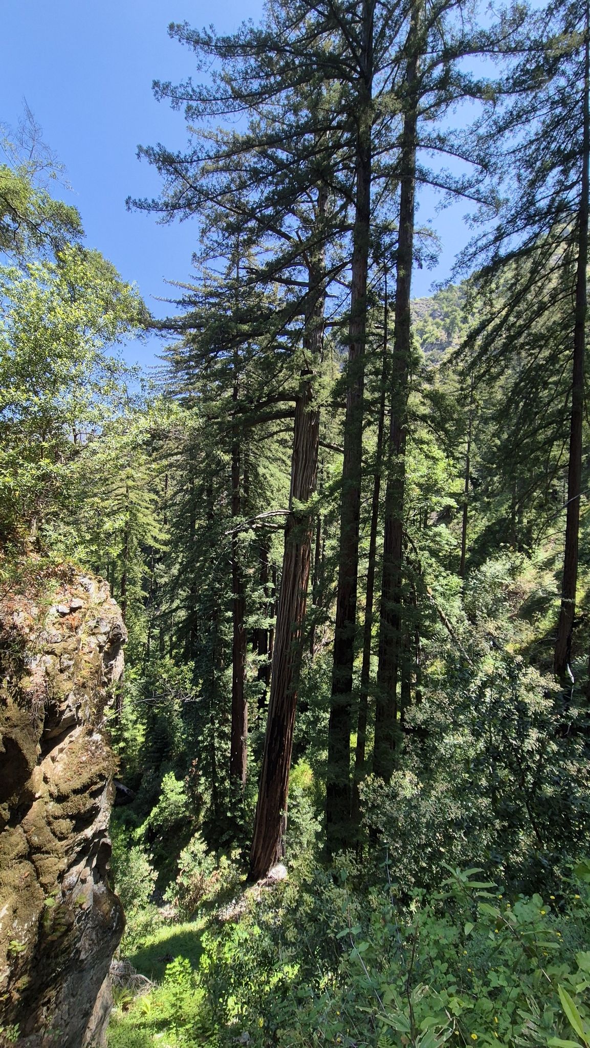 Tall, slender redwood trees reaching towards a bright sky in a sunlit forest. - Pine Ridge Trail to Ventana Camp