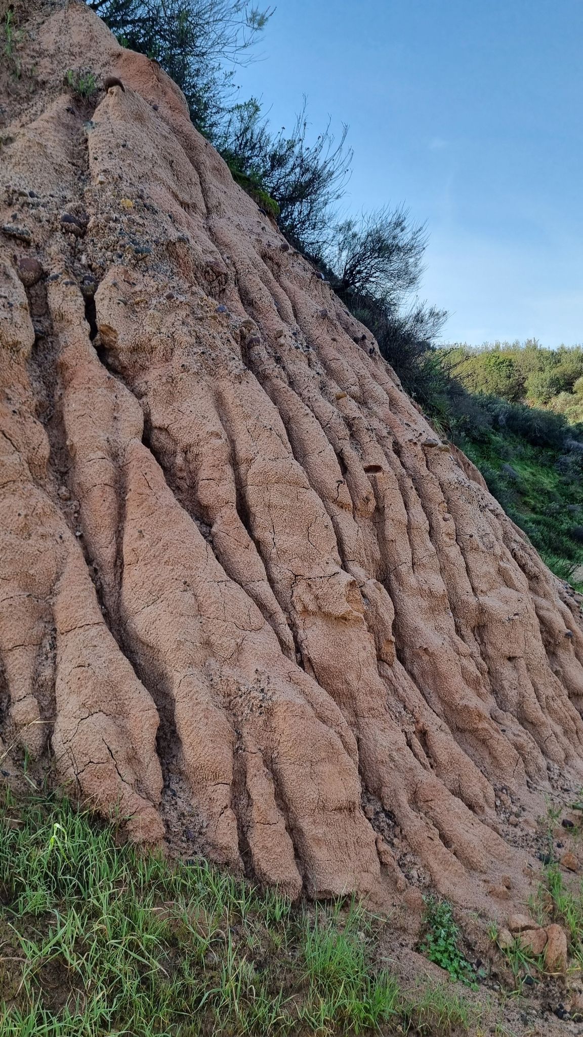 Close-up of a deeply eroded reddish-brown rock face with green plants. - Whiting Ranch Trailhead – Reynolds Bench loop from Foothill Ranch