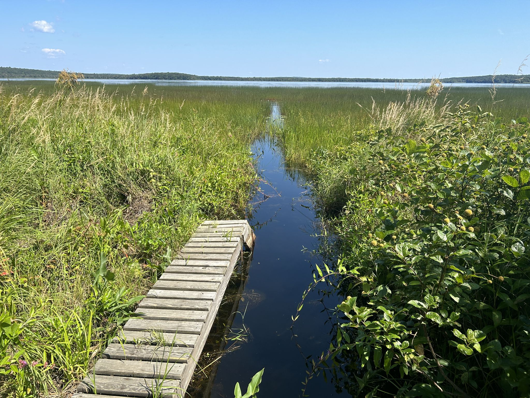 Wooden boardwalk extends into a narrow channel through tall green reeds on a sunny day. - William C. O'Neill Bike Path - Worden Pond Loop