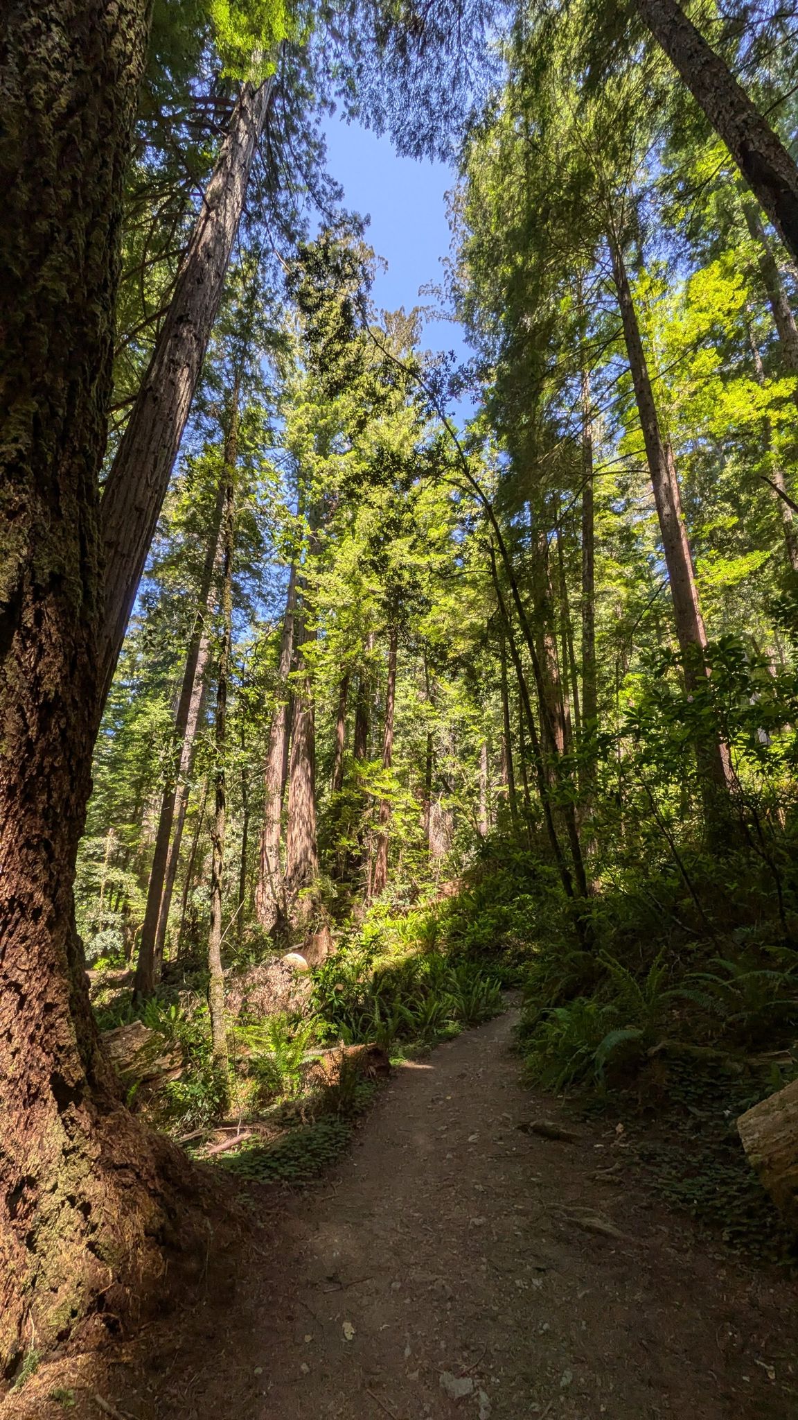 Sunlit forest path winding through a dense grove of tall trees. - Redwood Creek – Tree Tunnel loop from Tall Trees Grove