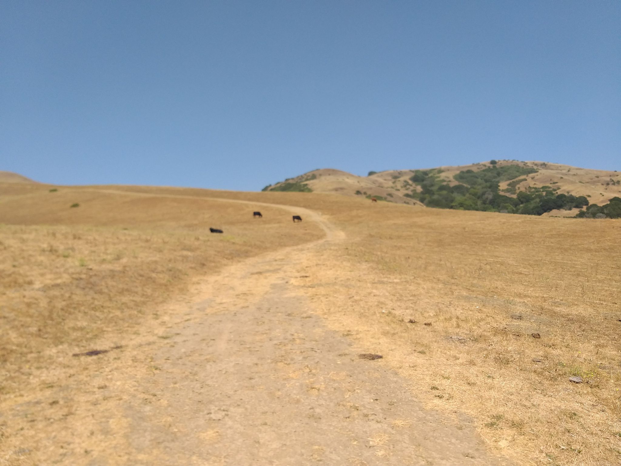 A dirt path winds through dry golden hills with grazing cattle. - Leonards and Mezue Trail Loop