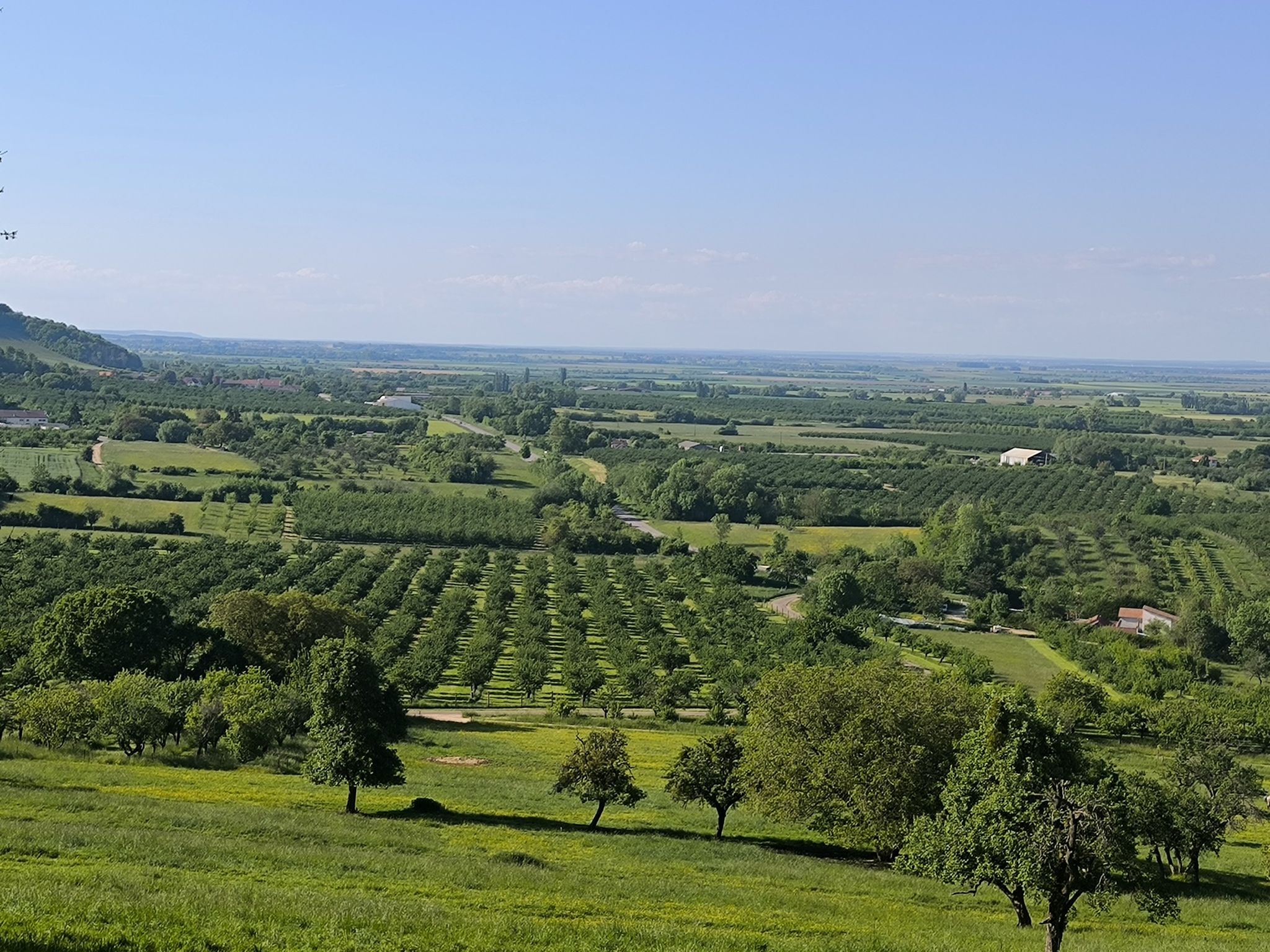 mirabellier